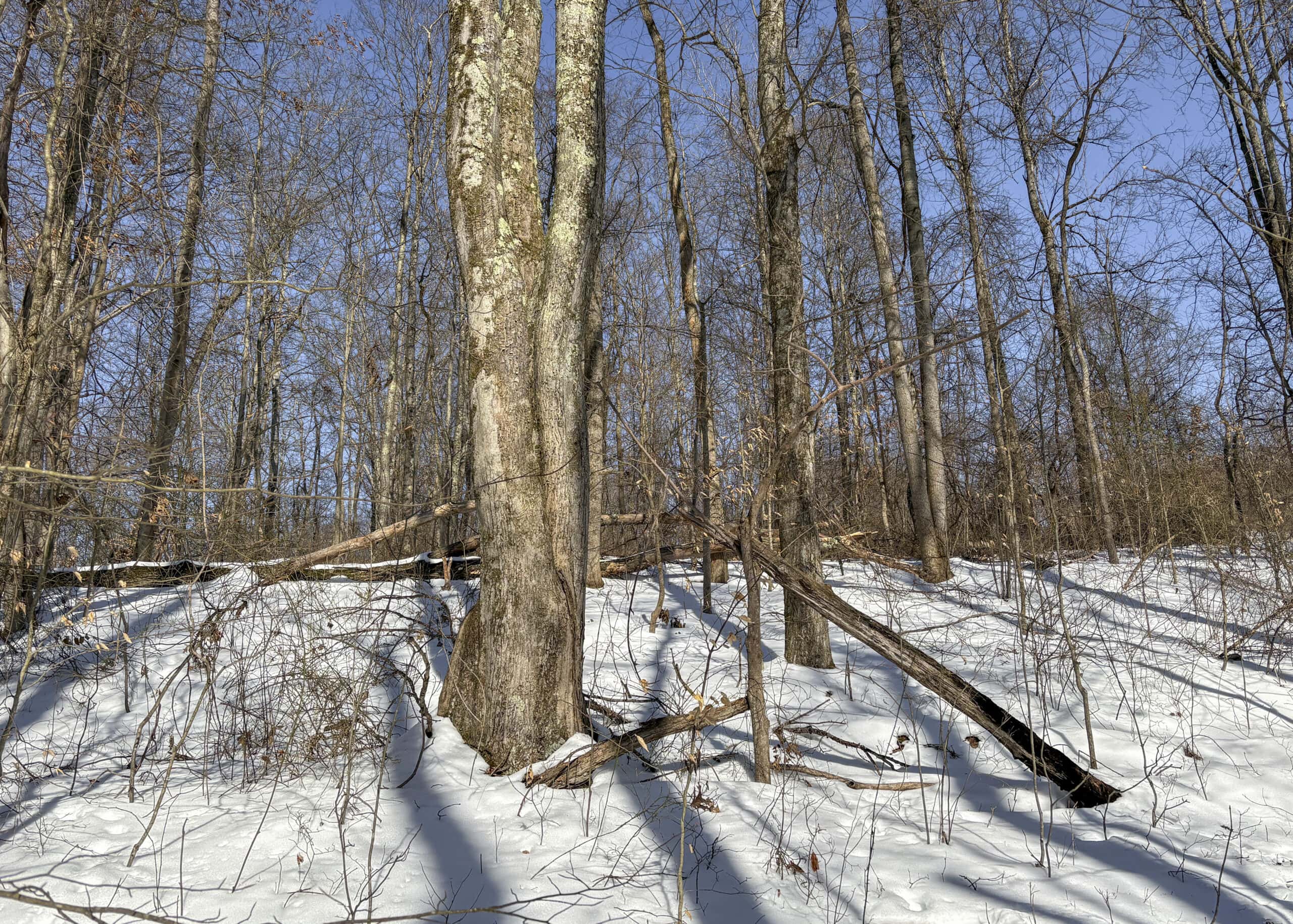 Tract 6 80± Acres | Bordering Wayne National Forest Monroe County
