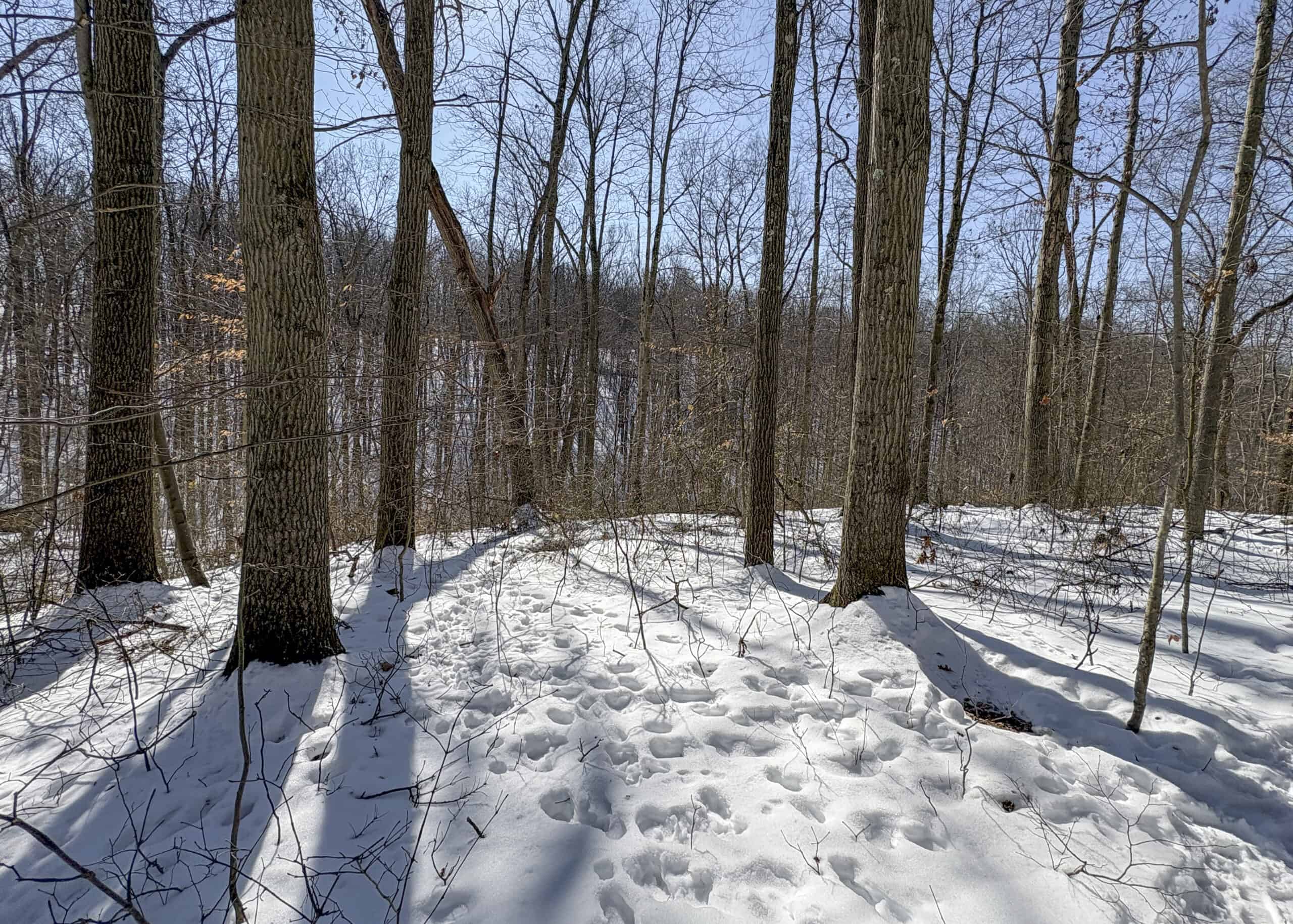 Tract 6 80± Acres | Bordering Wayne National Forest Monroe County