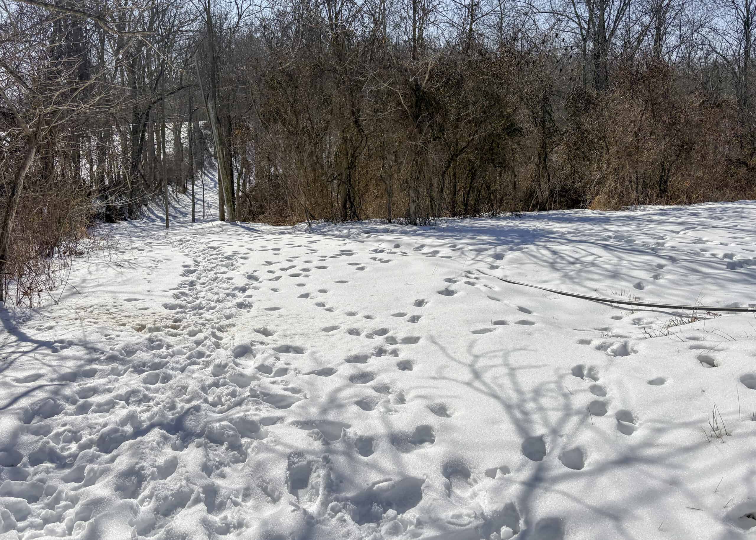 Tract 6 80± Acres | Bordering Wayne National Forest Monroe County
