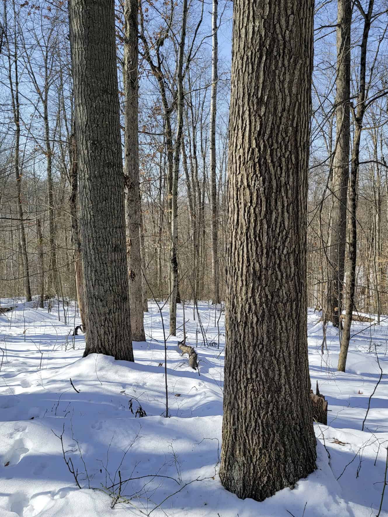 Tract 6 80± Acres | Bordering Wayne National Forest Monroe County