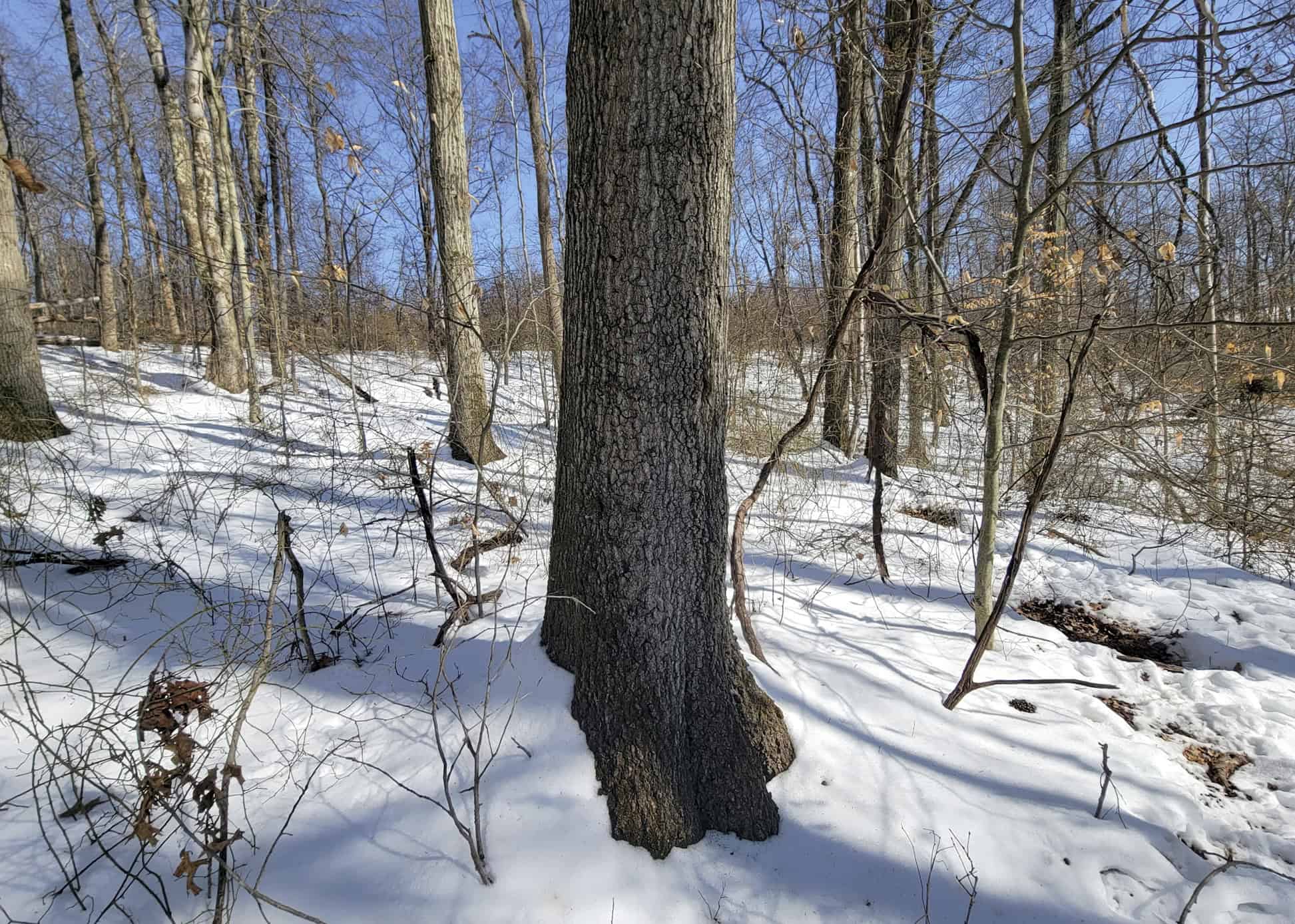 Tract 6 80± Acres | Bordering Wayne National Forest Monroe County