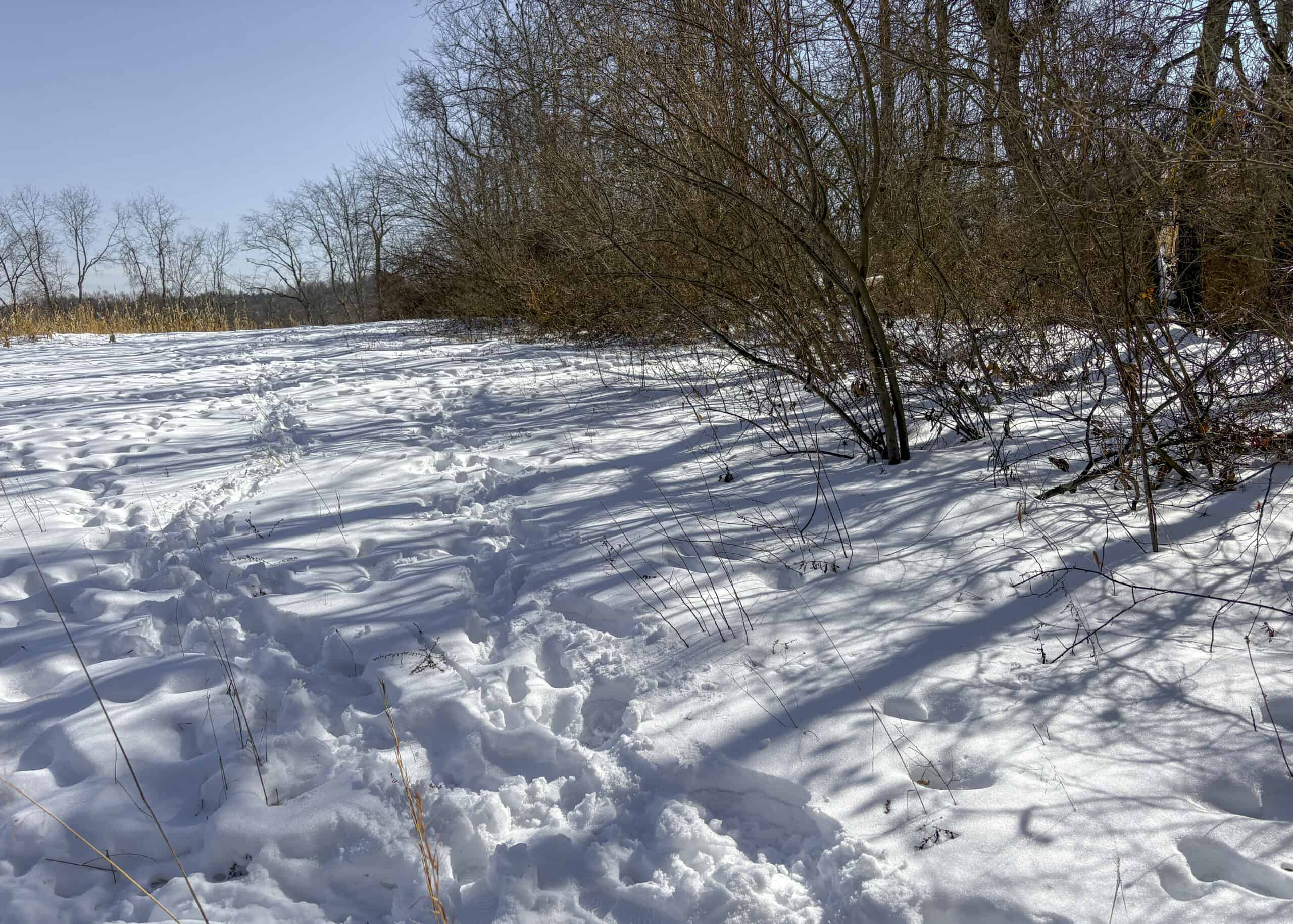 Tract 6 80± Acres | Bordering Wayne National Forest Monroe County