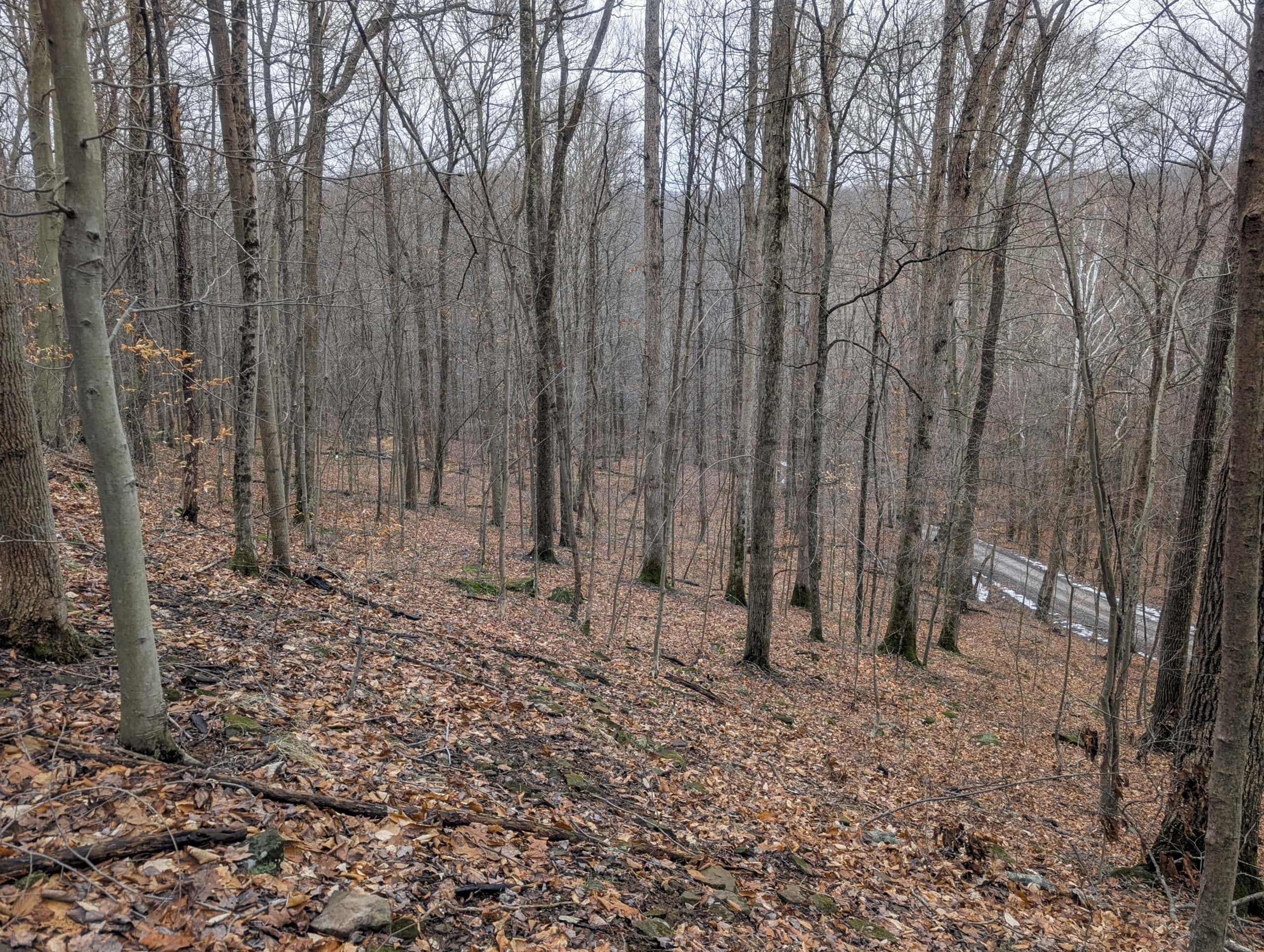 Tract 7 Timberland Property bordering Wayne National Forest