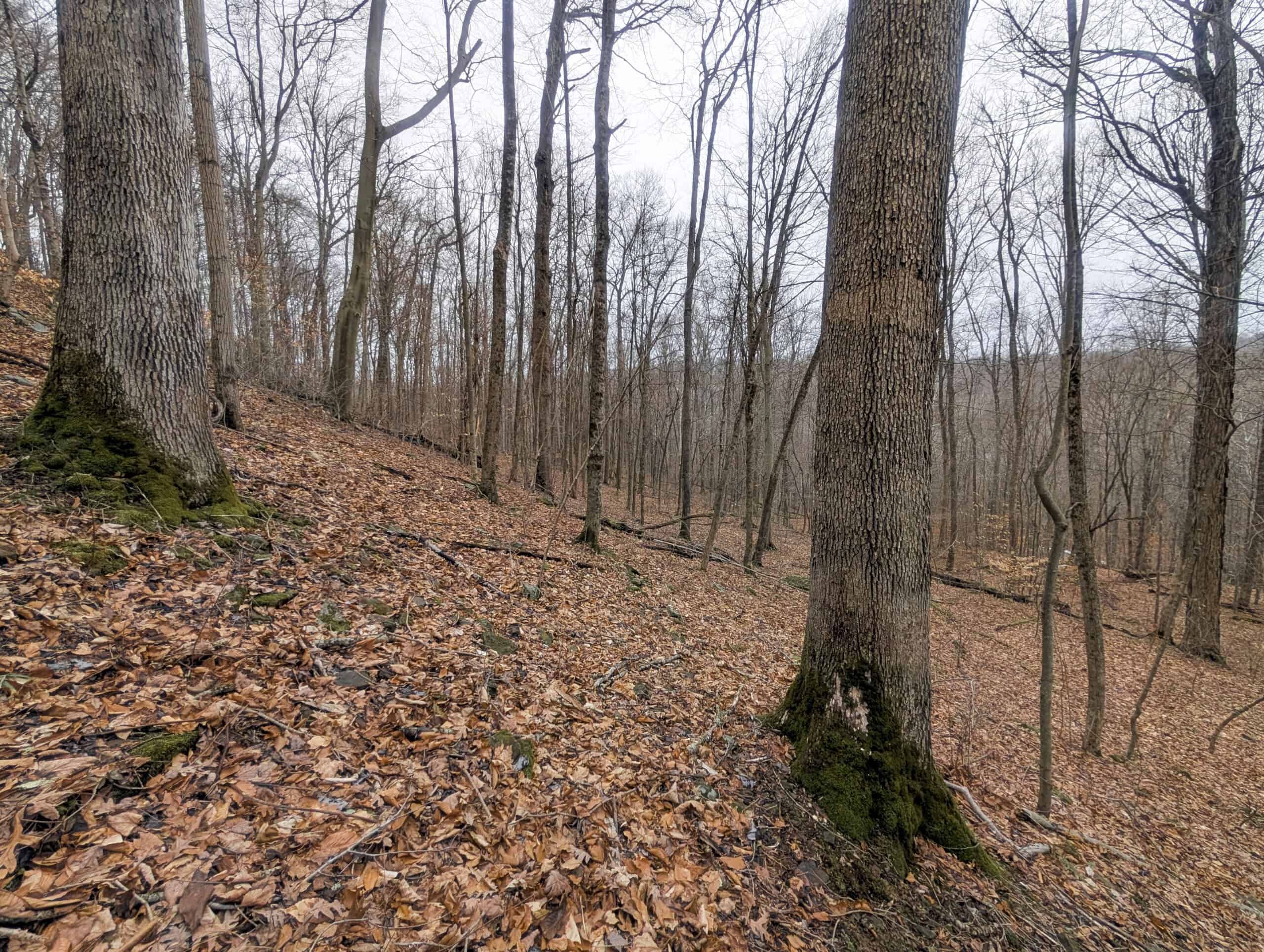 Tract 7 Timberland Property bordering Wayne National Forest
