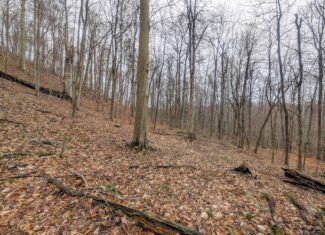 Tract 7 Timberland Property bordering Wayne National Forest