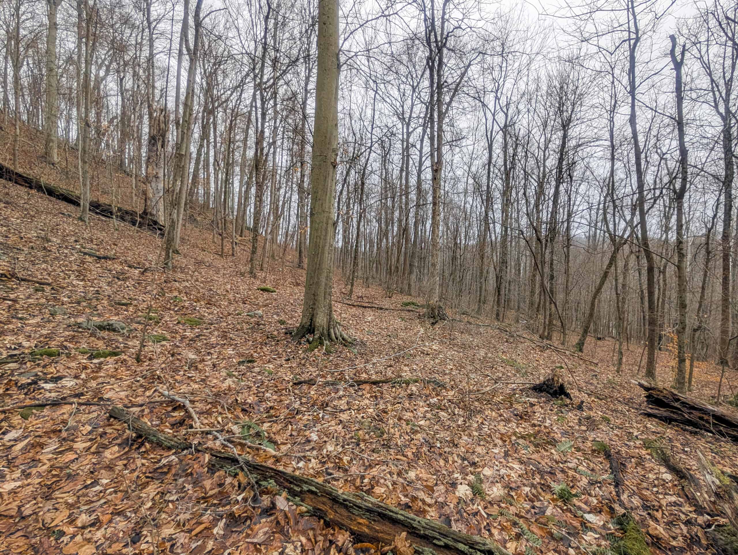 Tract 7 Timberland Property bordering Wayne National Forest