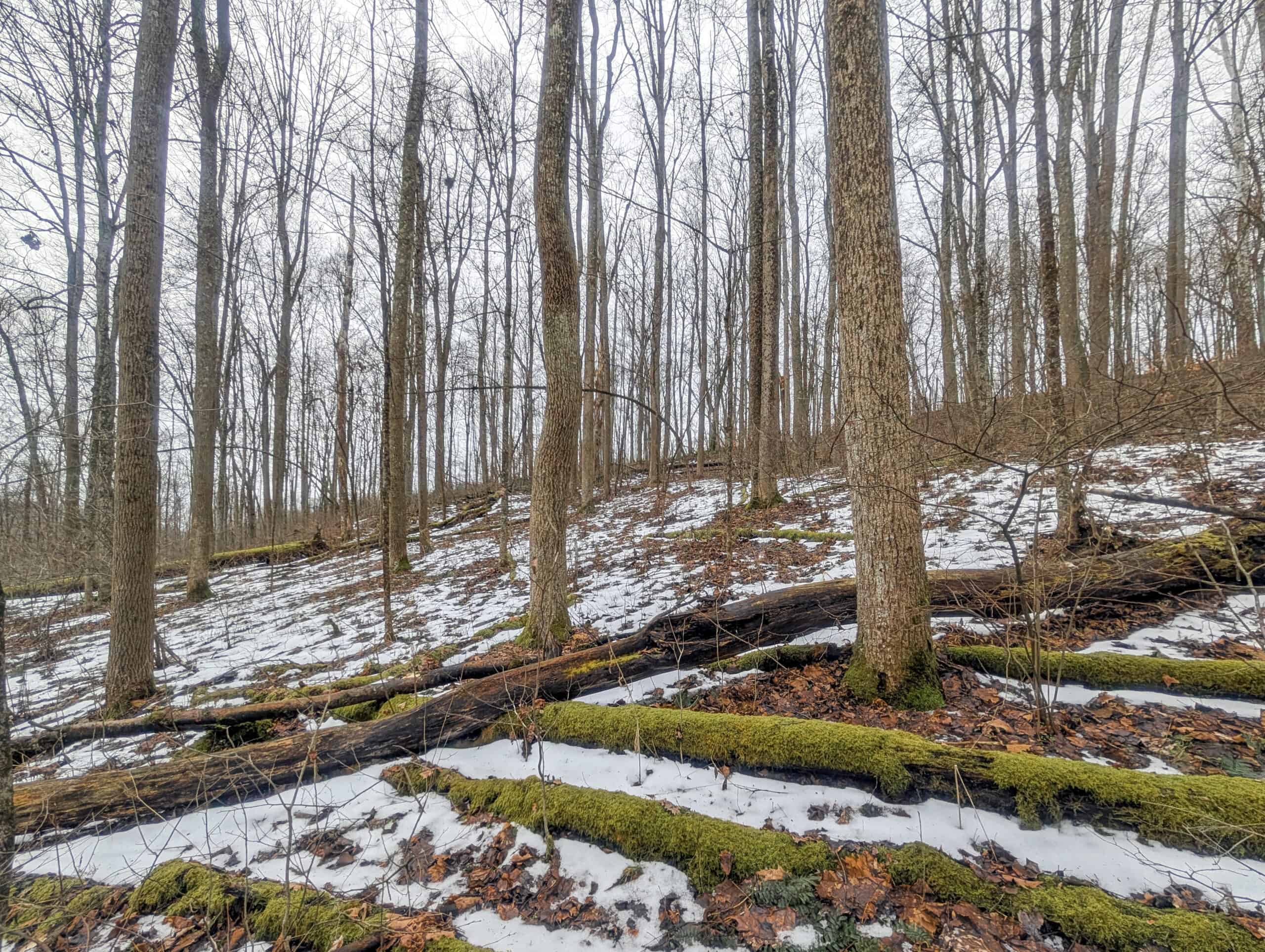 Tract 7 Timberland Property bordering Wayne National Forest