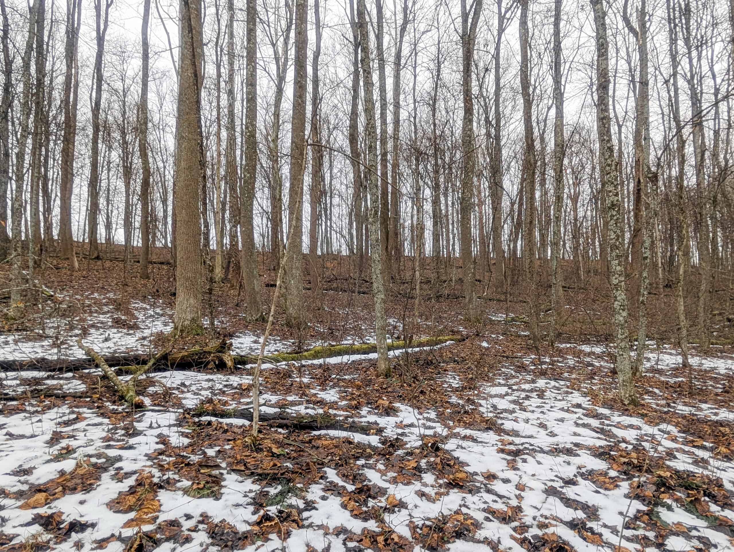 Tract 7 Timberland Property bordering Wayne National Forest