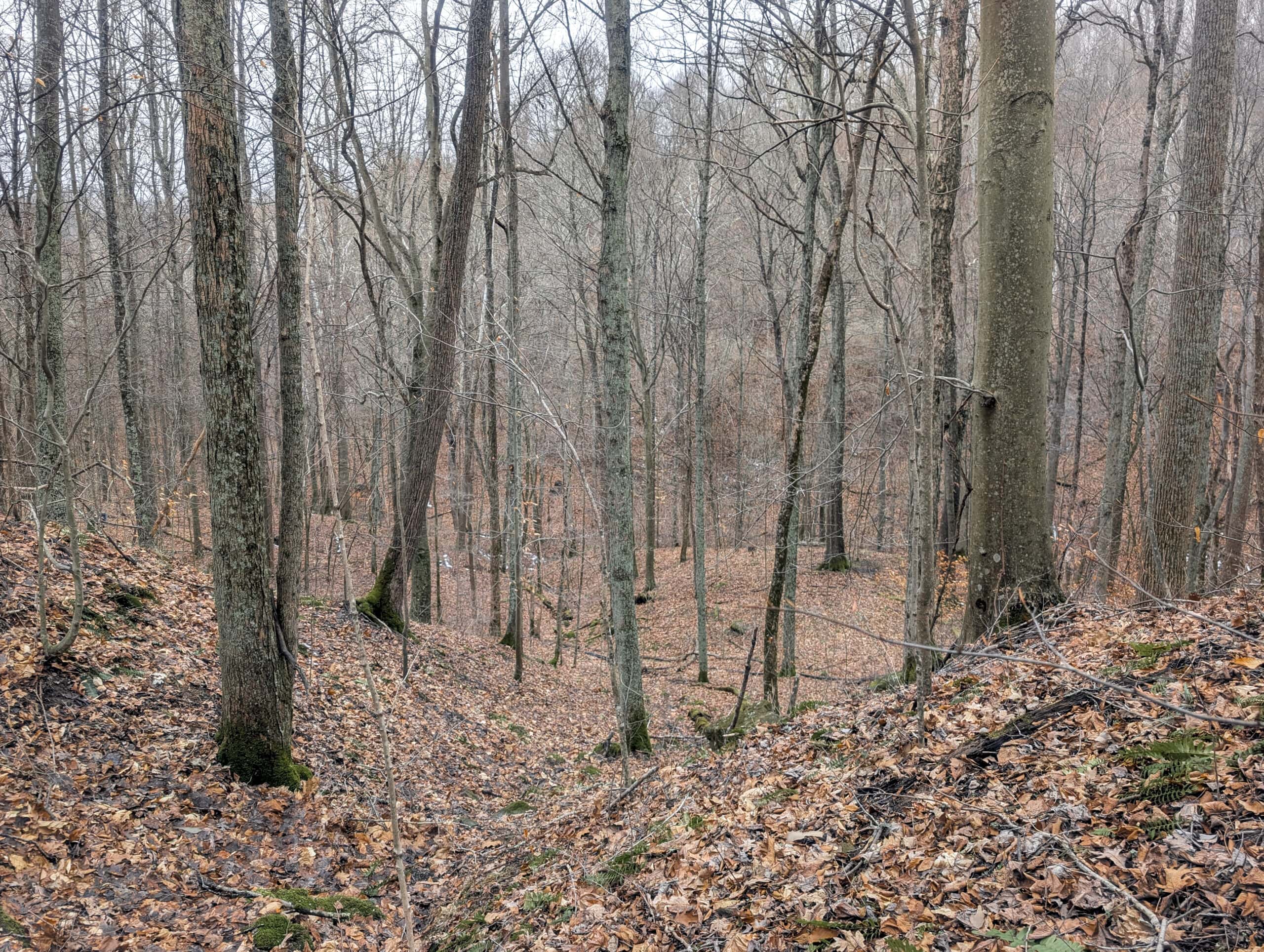 Tract 7 Timberland Property bordering Wayne National Forest