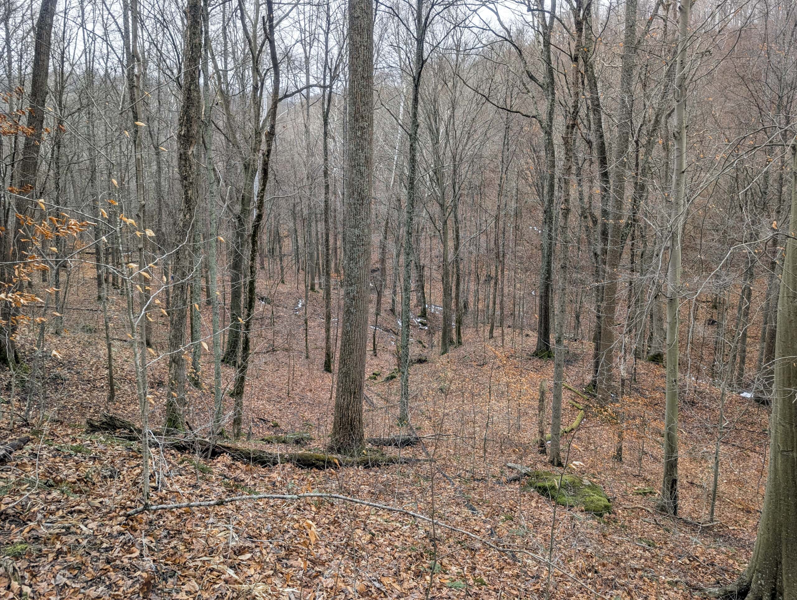 Tract 7 Timberland Property bordering Wayne National Forest