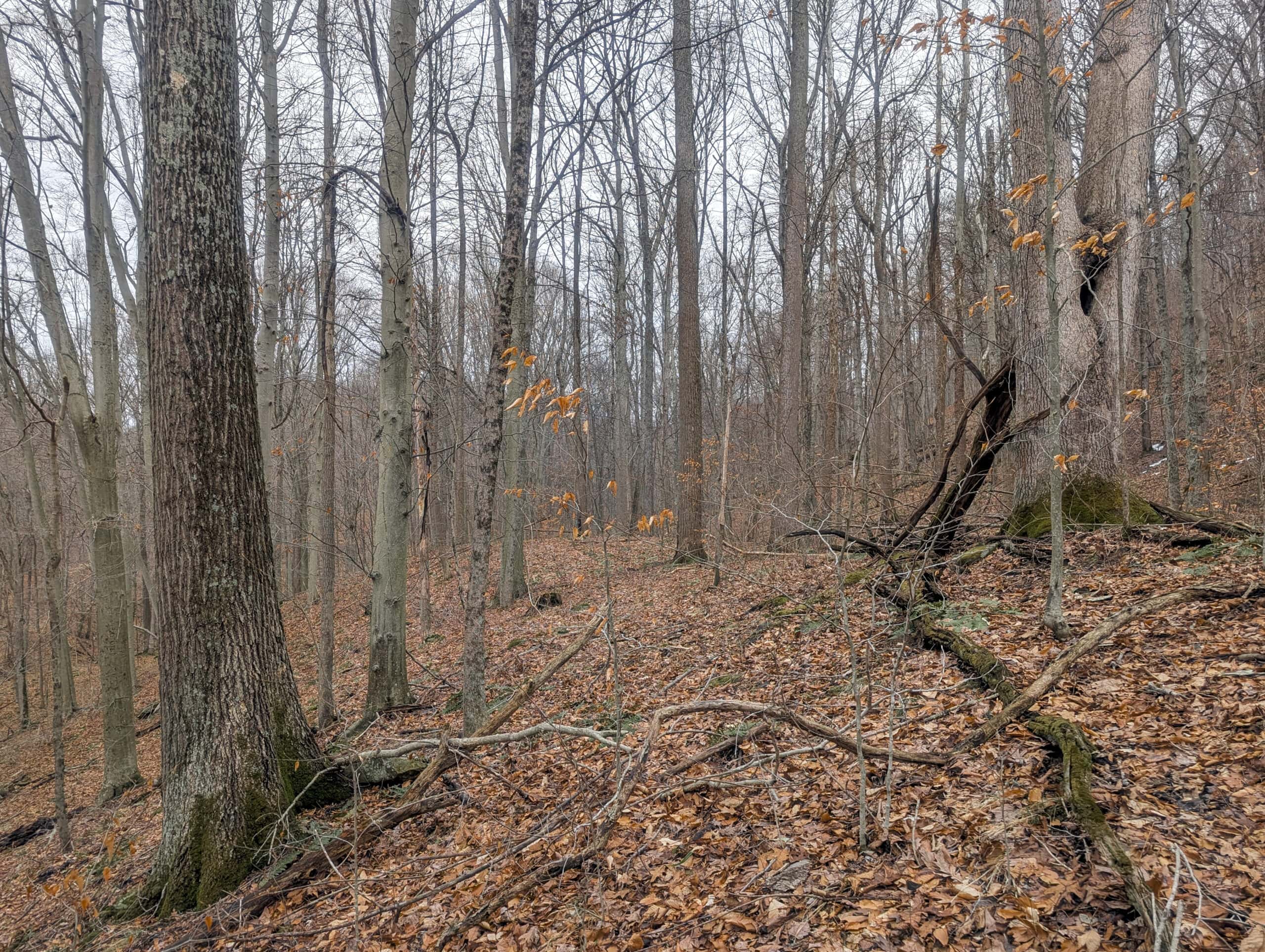 Tract 7 Timberland Property bordering Wayne National Forest