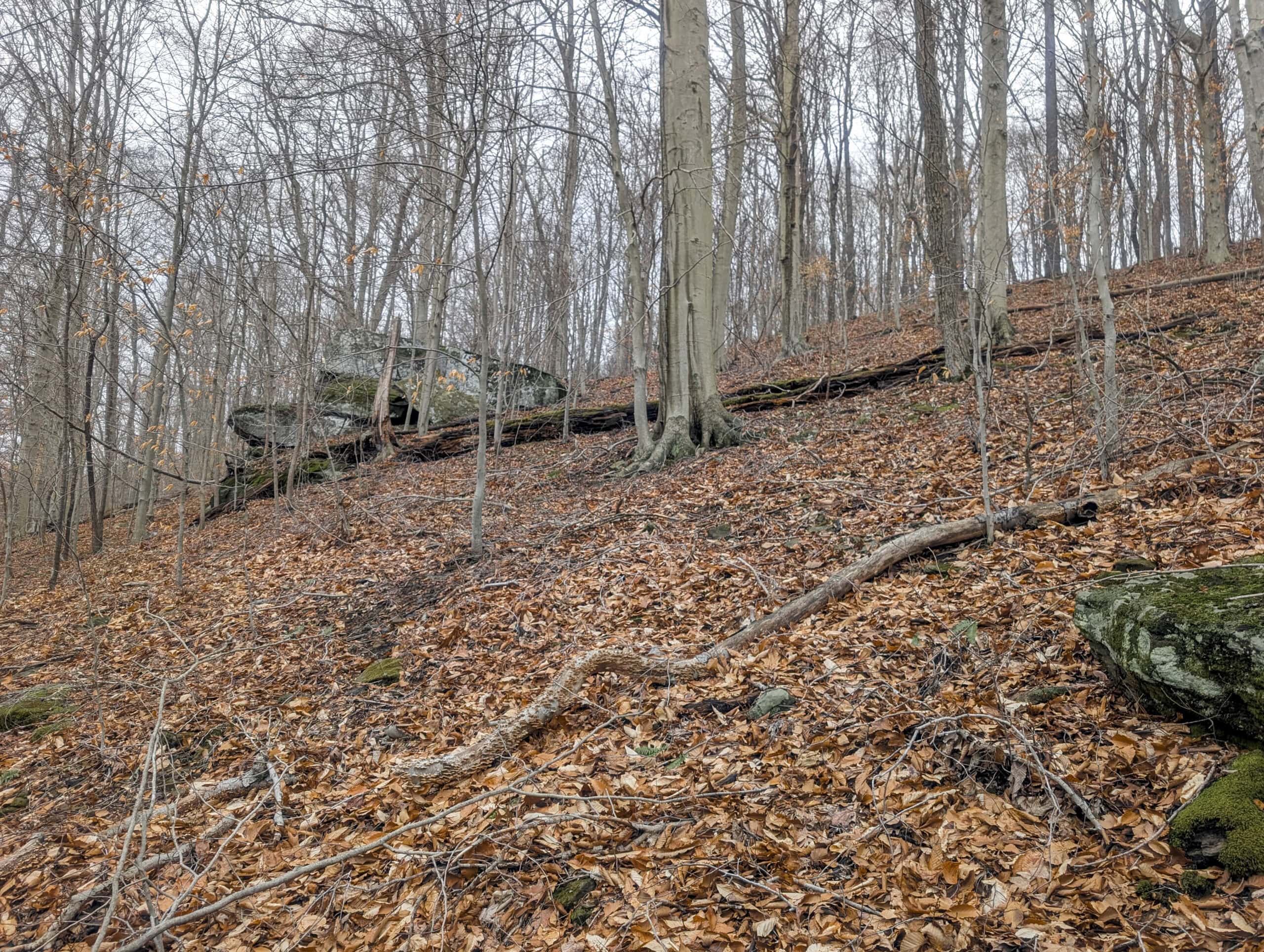 Tract 7 Timberland Property bordering Wayne National Forest