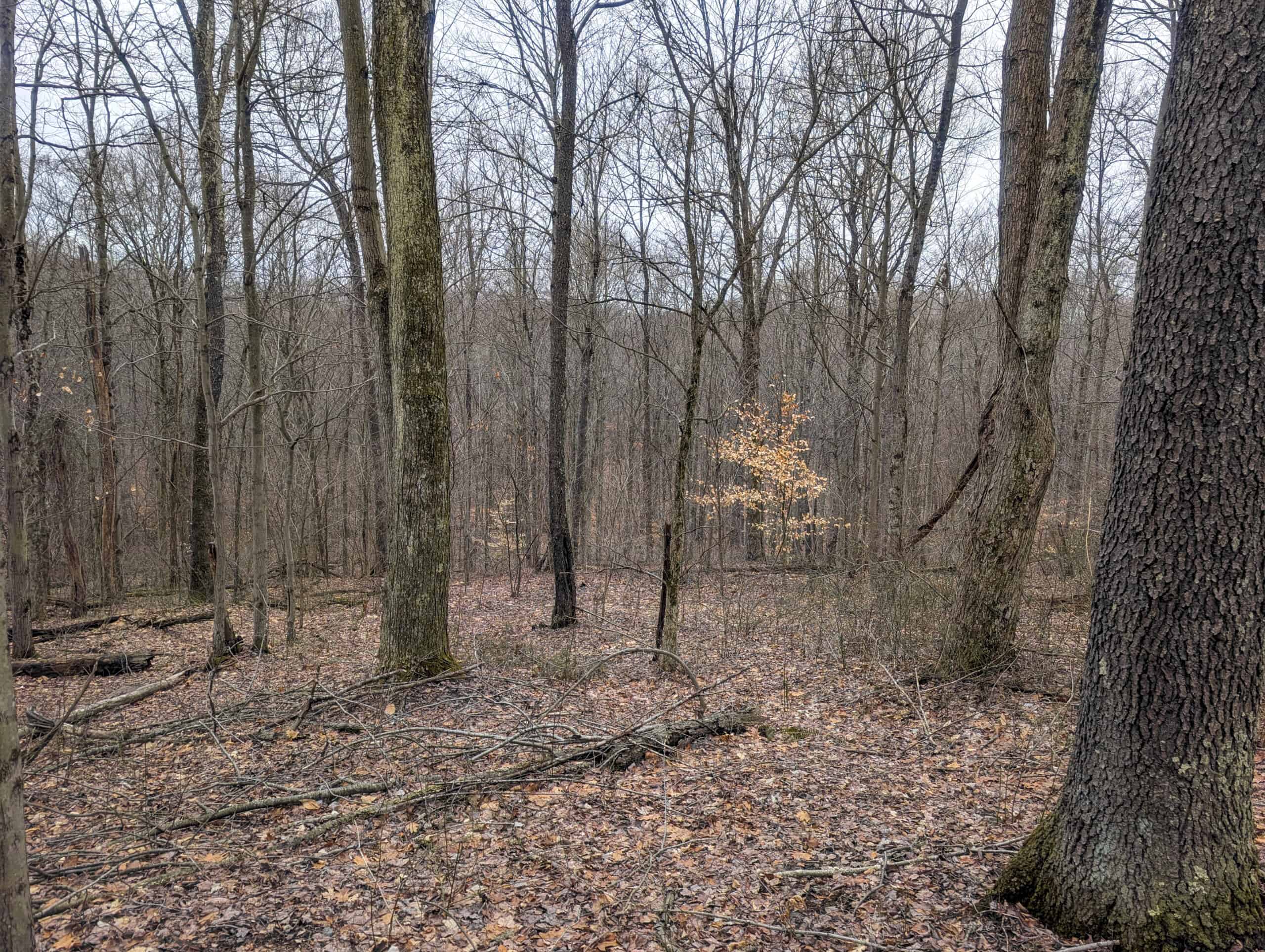 Tract 8 Dead End Road Old Homestead with Hunting and Timberland