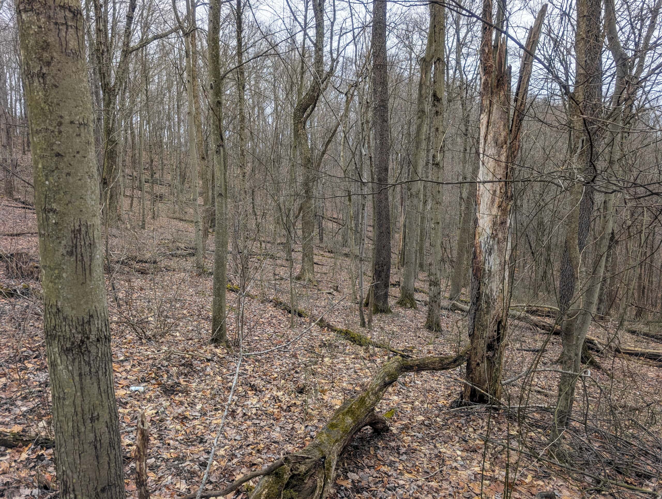 Tract 8 Dead End Road Old Homestead with Hunting and Timberland
