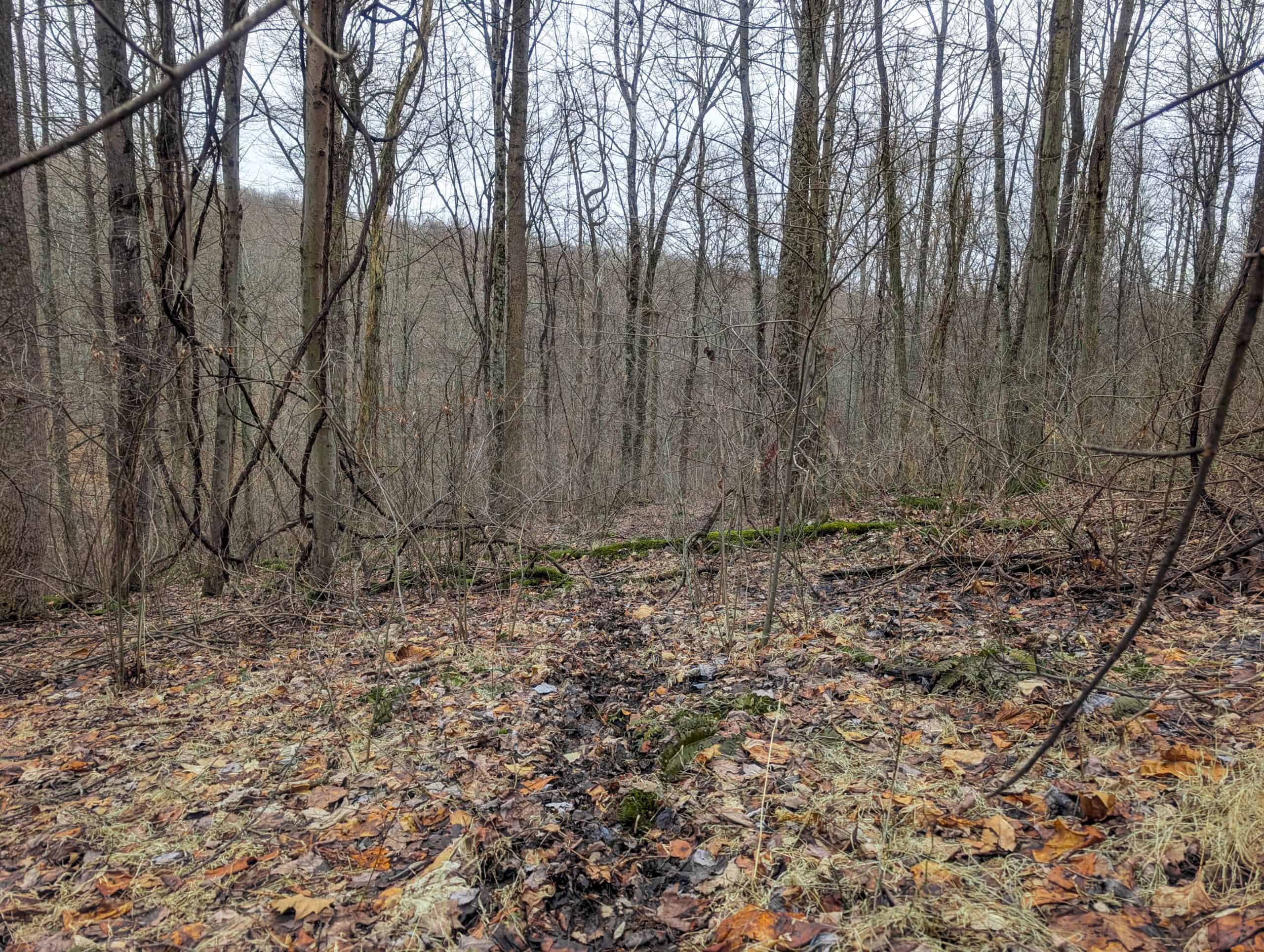 Tract 8 Dead End Road Old Homestead with Hunting and Timberland
