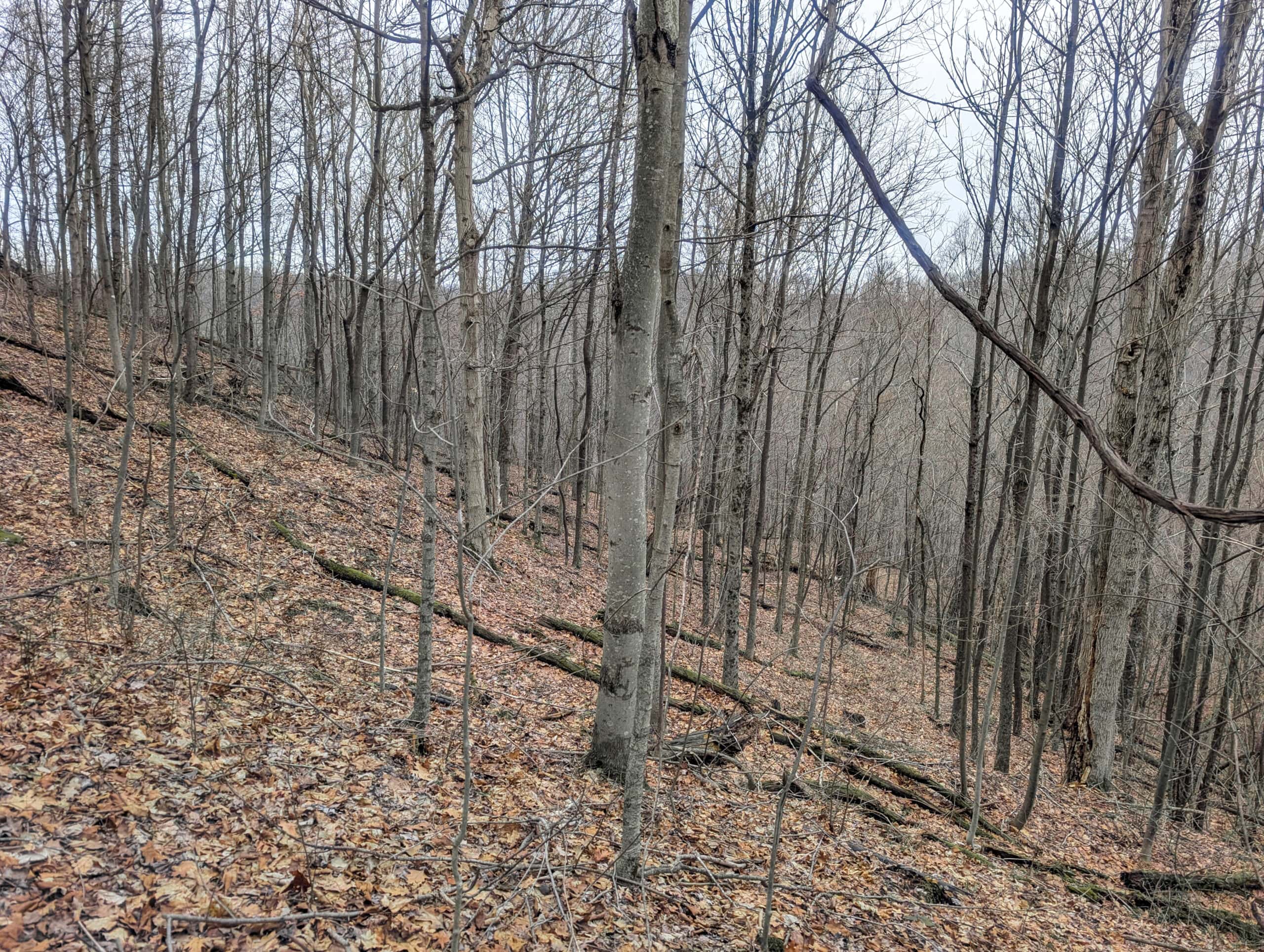Tract 8 Dead End Road Old Homestead with Hunting and Timberland