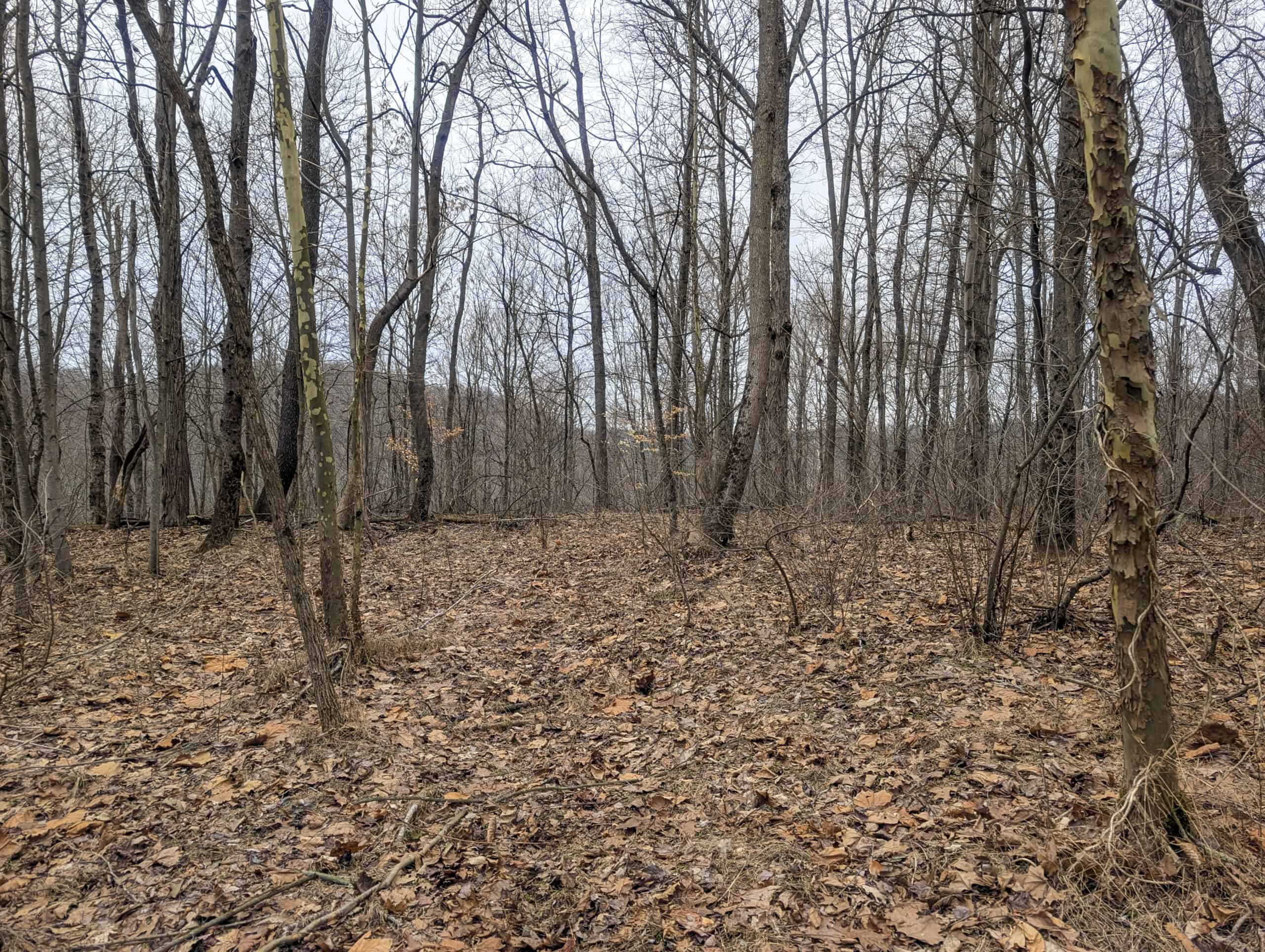 Tract 8 Dead End Road Old Homestead with Hunting and Timberland