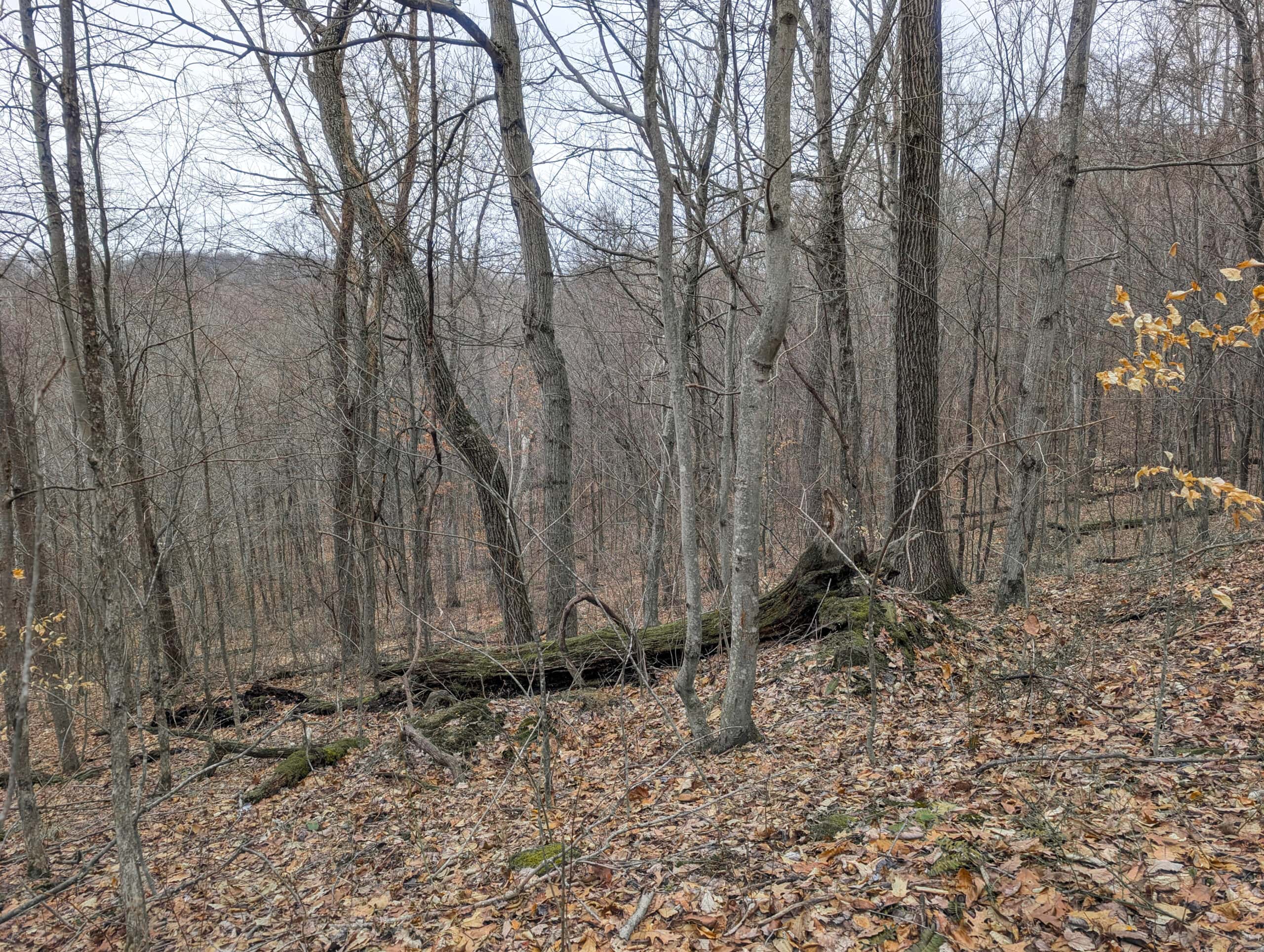 Tract 8 Dead End Road Old Homestead with Hunting and Timberland