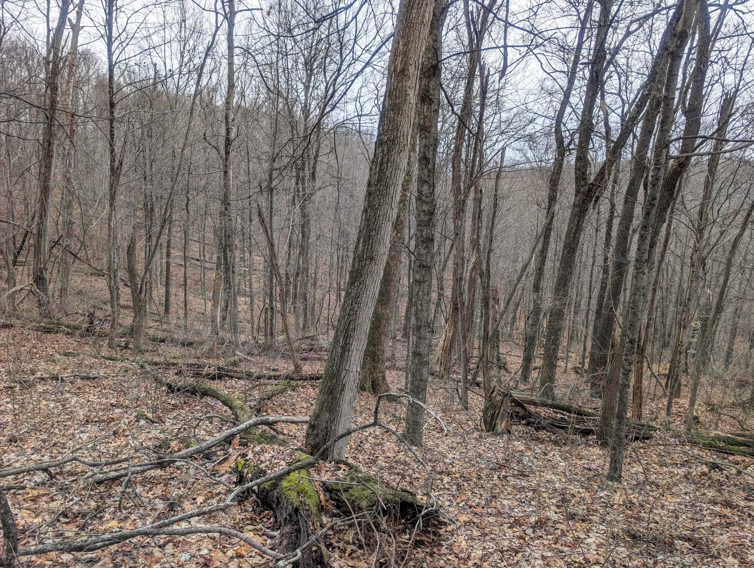 Tract 8 Dead End Road Old Homestead with Hunting and Timberland