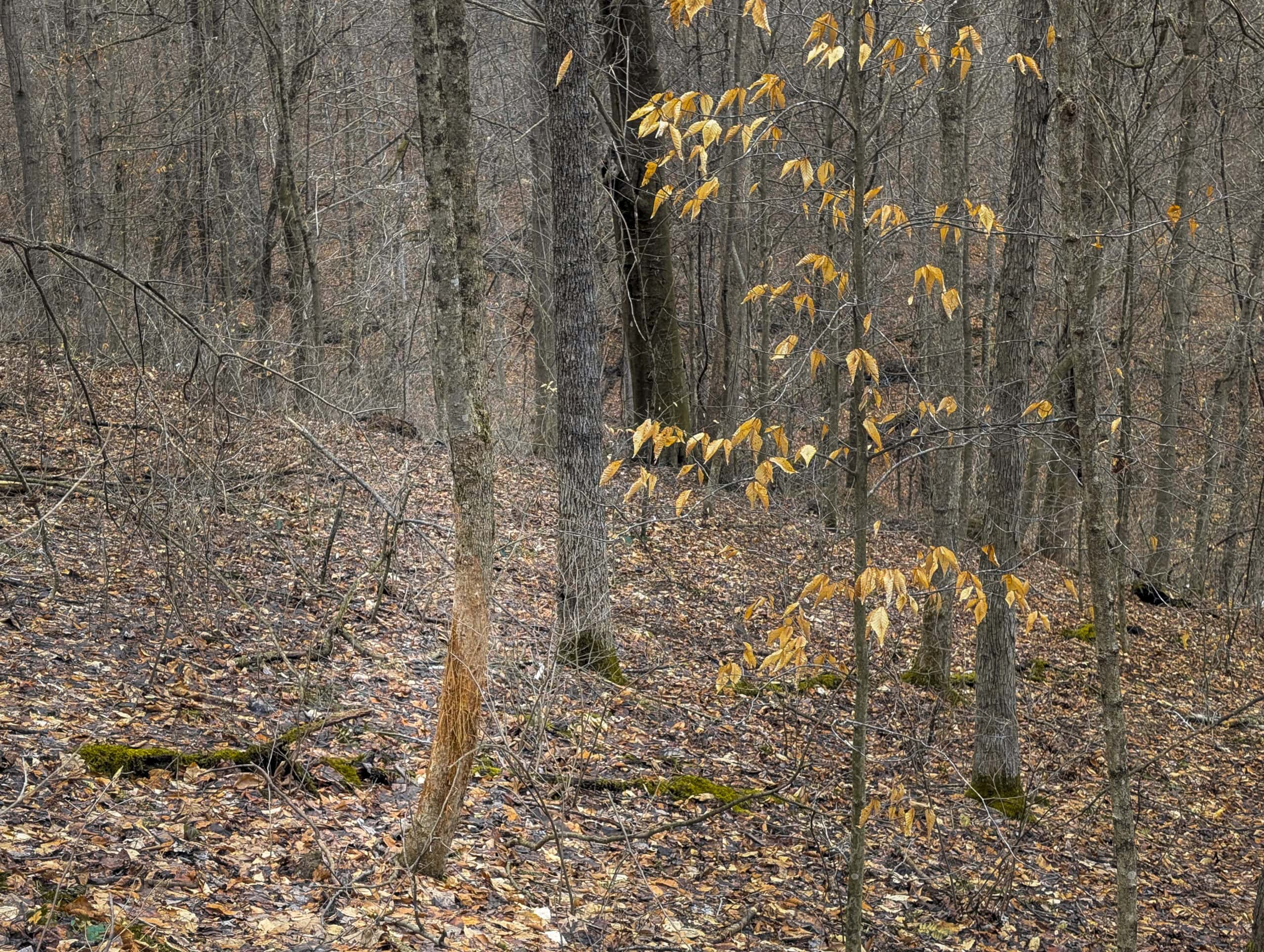 Tract 8 Dead End Road Old Homestead with Hunting and Timberland