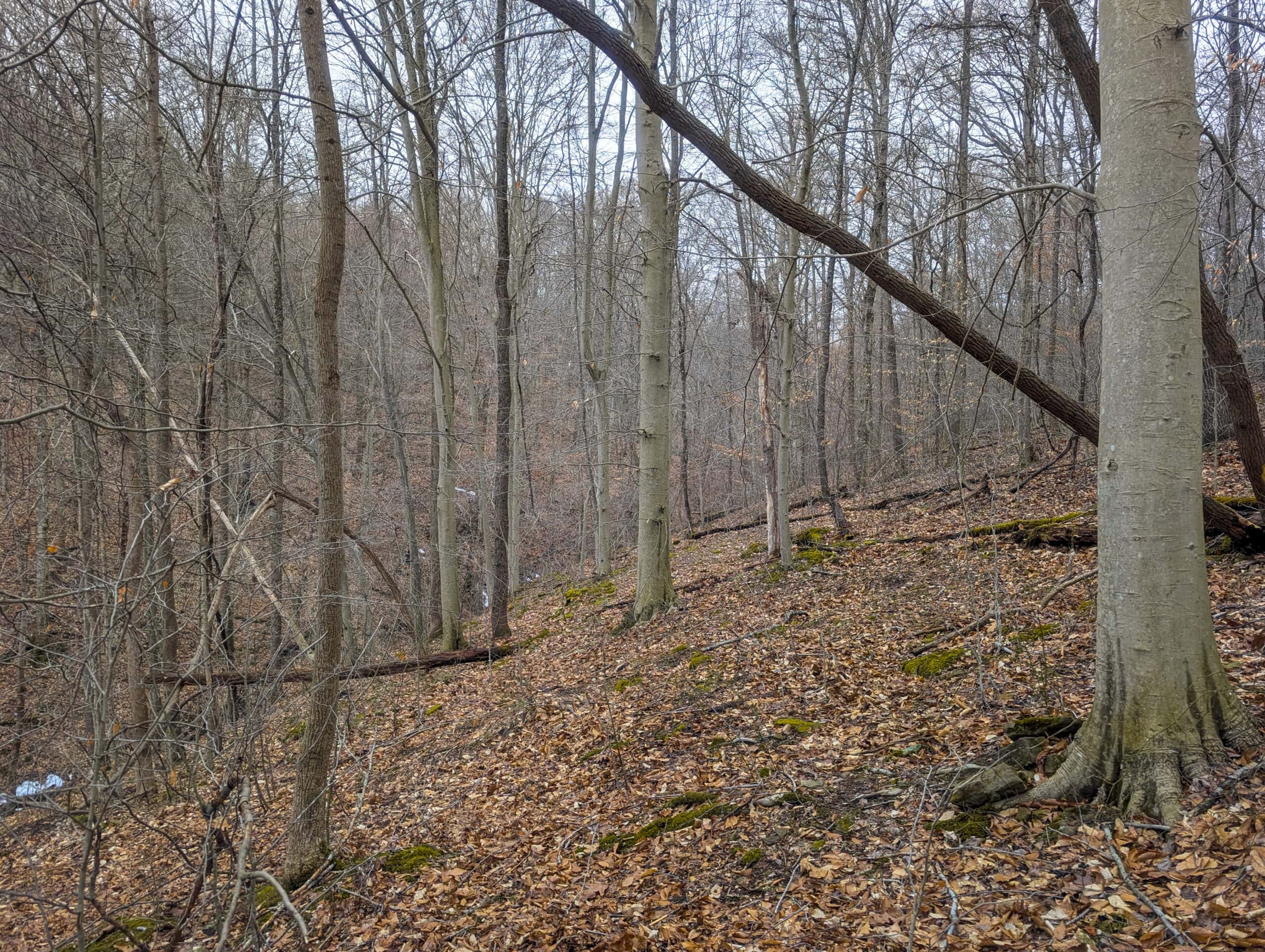 Tract 8 Dead End Road Old Homestead with Hunting and Timberland