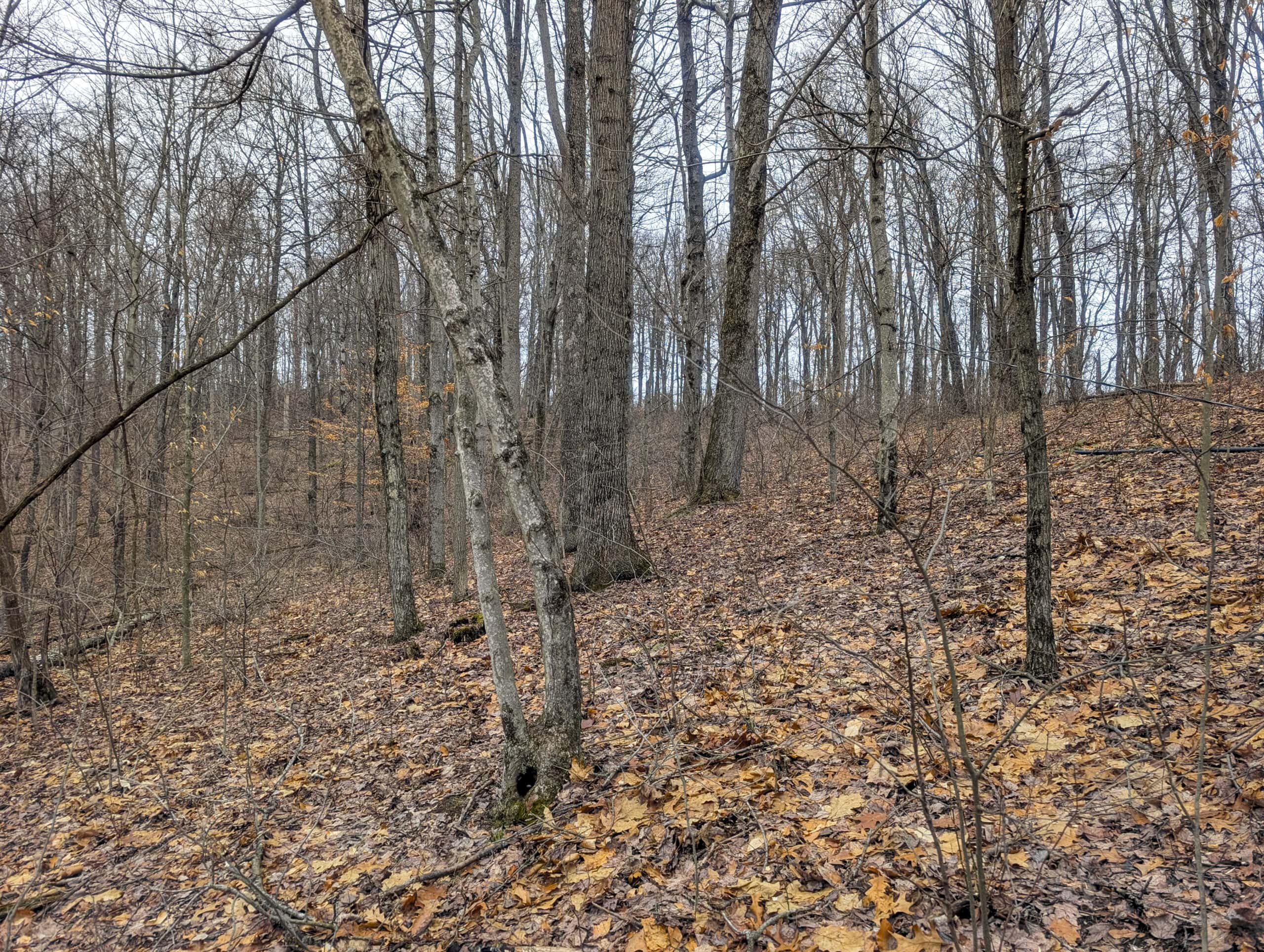 Tract 8 Dead End Road Old Homestead with Hunting and Timberland