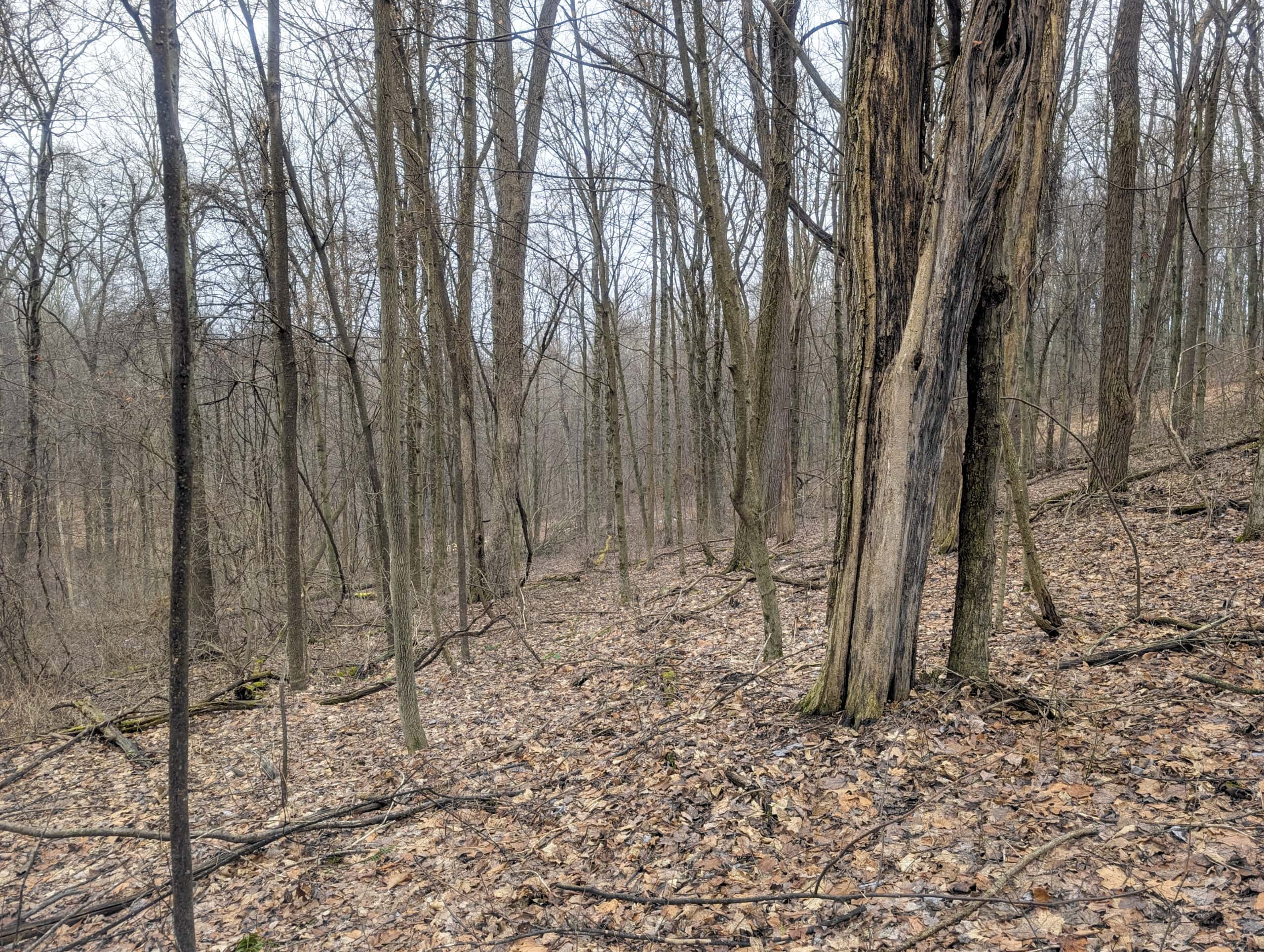 Tract 9 45± Acres Monroe County Recreational