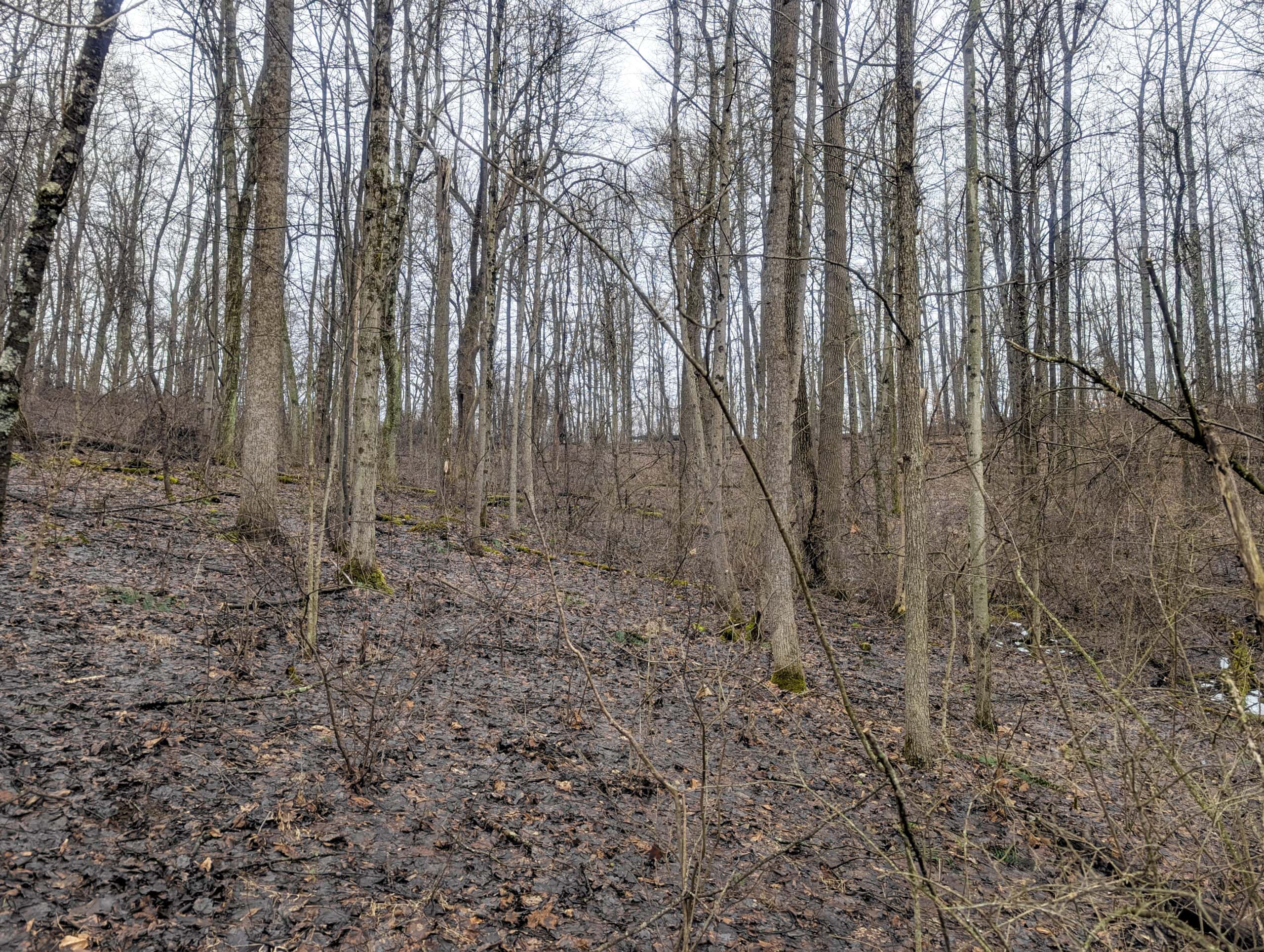 Tract 9 45± Acres Monroe County Recreational