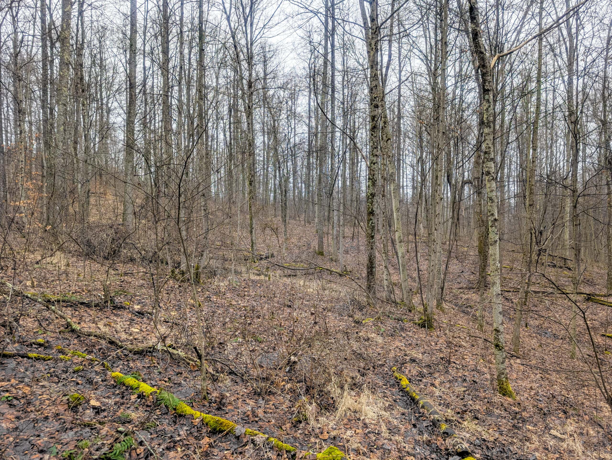 Tract 9 45± Acres Monroe County Recreational