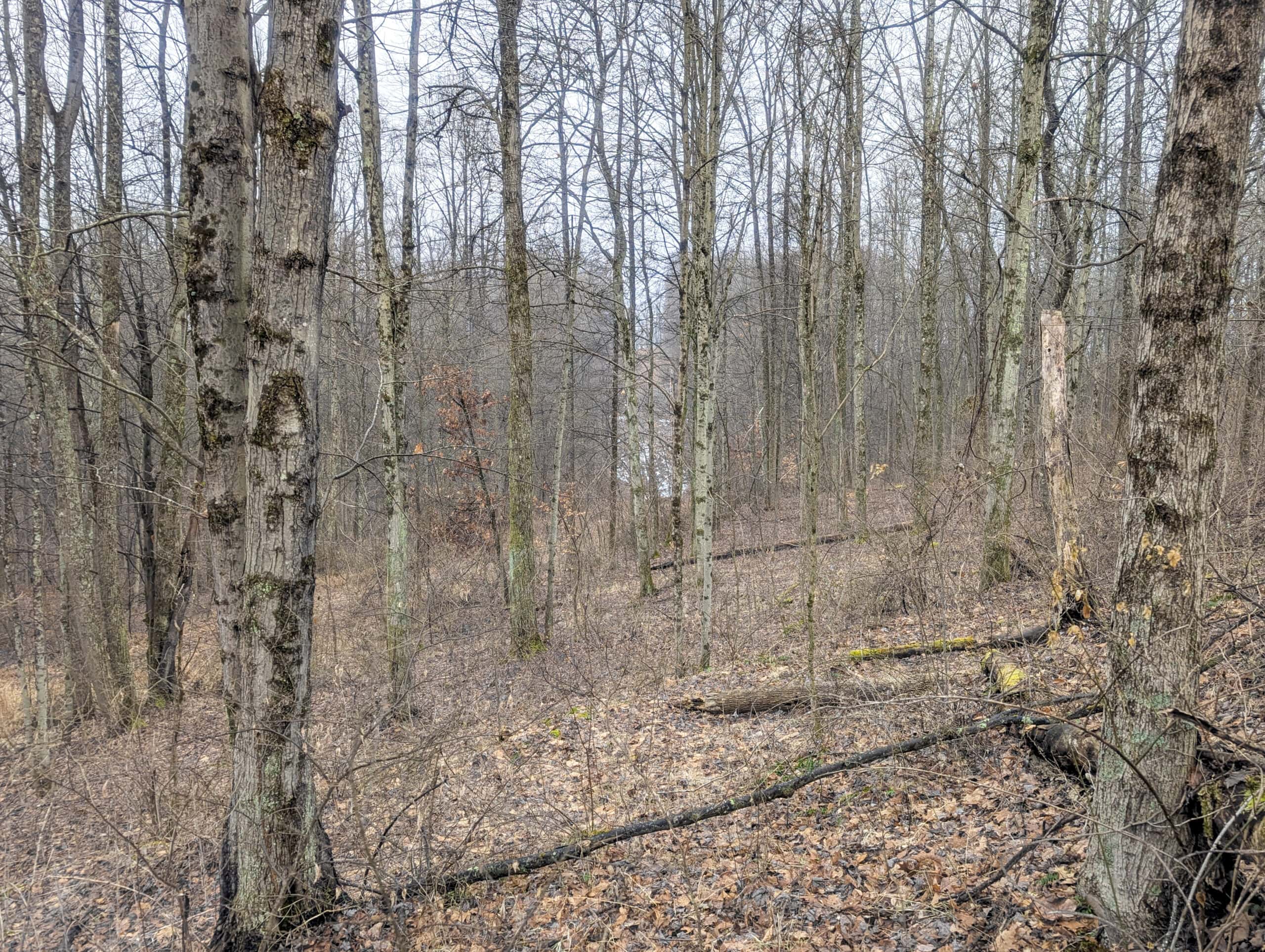 Tract 9 45± Acres Monroe County Recreational