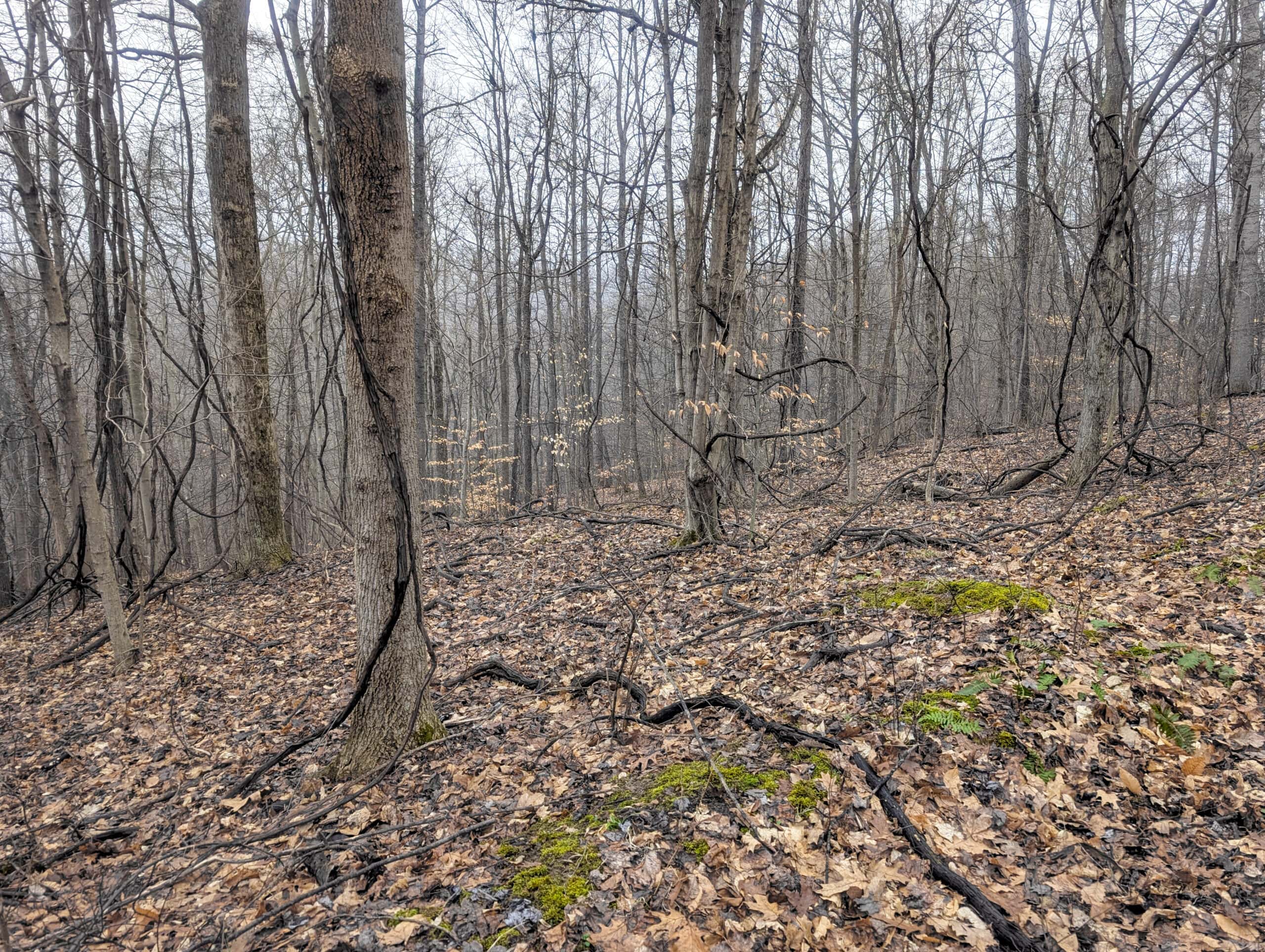 Tract 9 45± Acres Monroe County Recreational