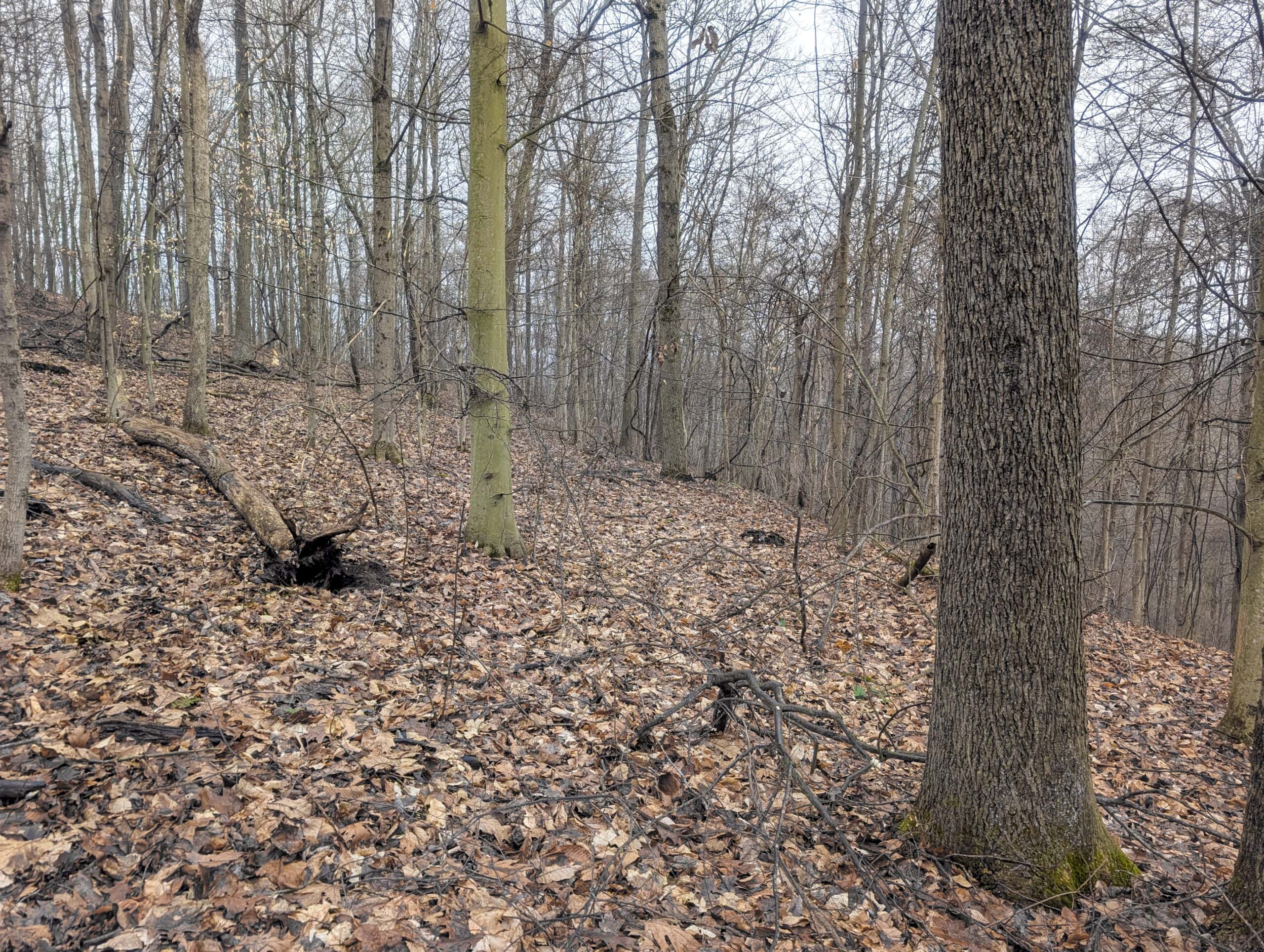 Tract 9 45± Acres Monroe County Recreational