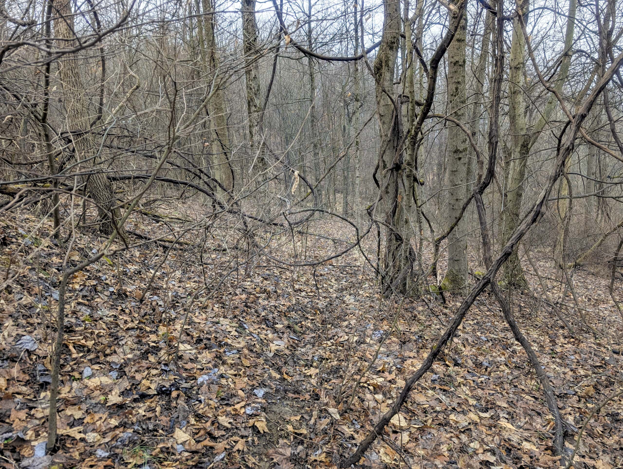 Tract 9 45± Acres Monroe County Recreational