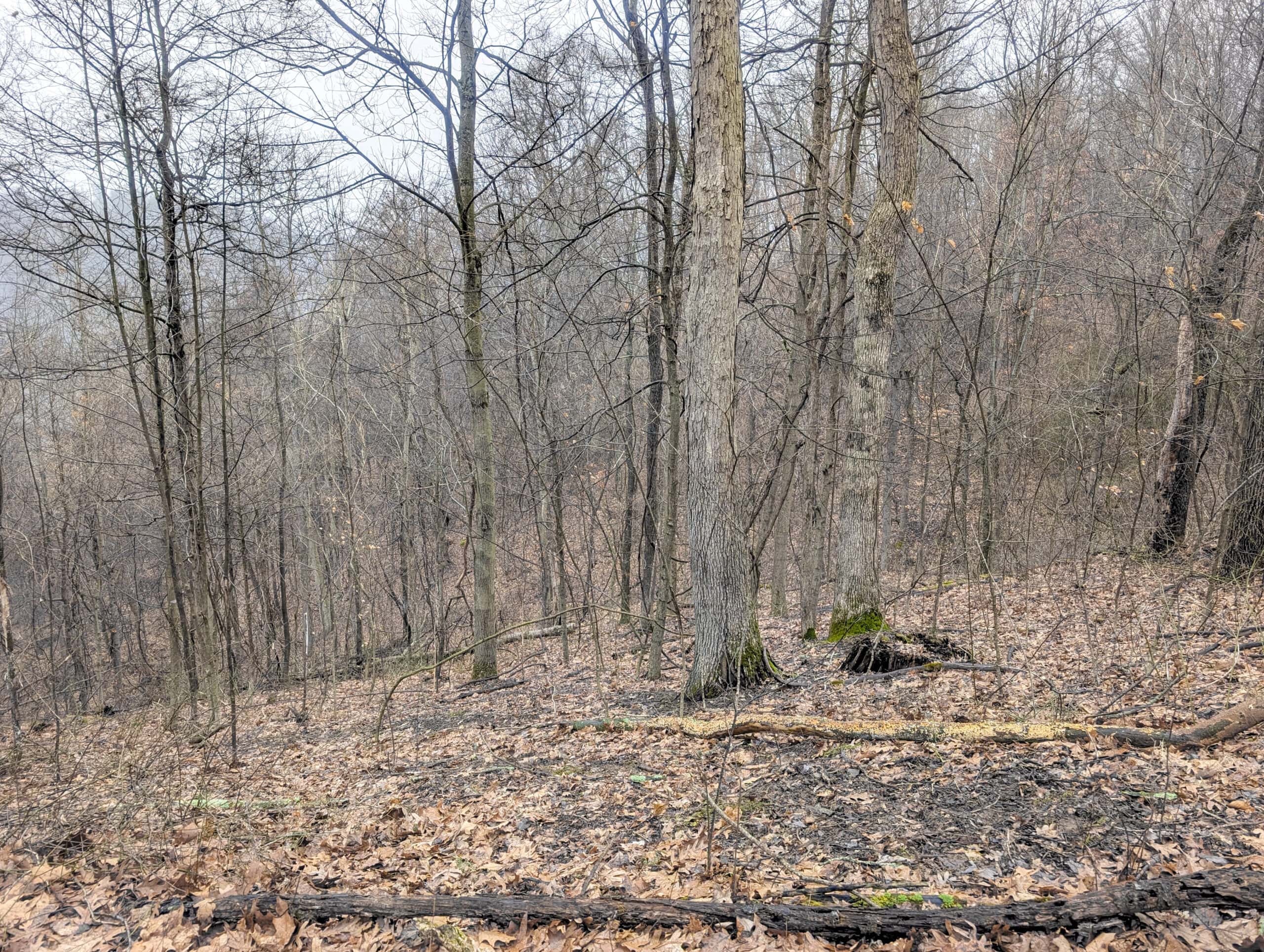 Tract 9 45± Acres Monroe County Recreational