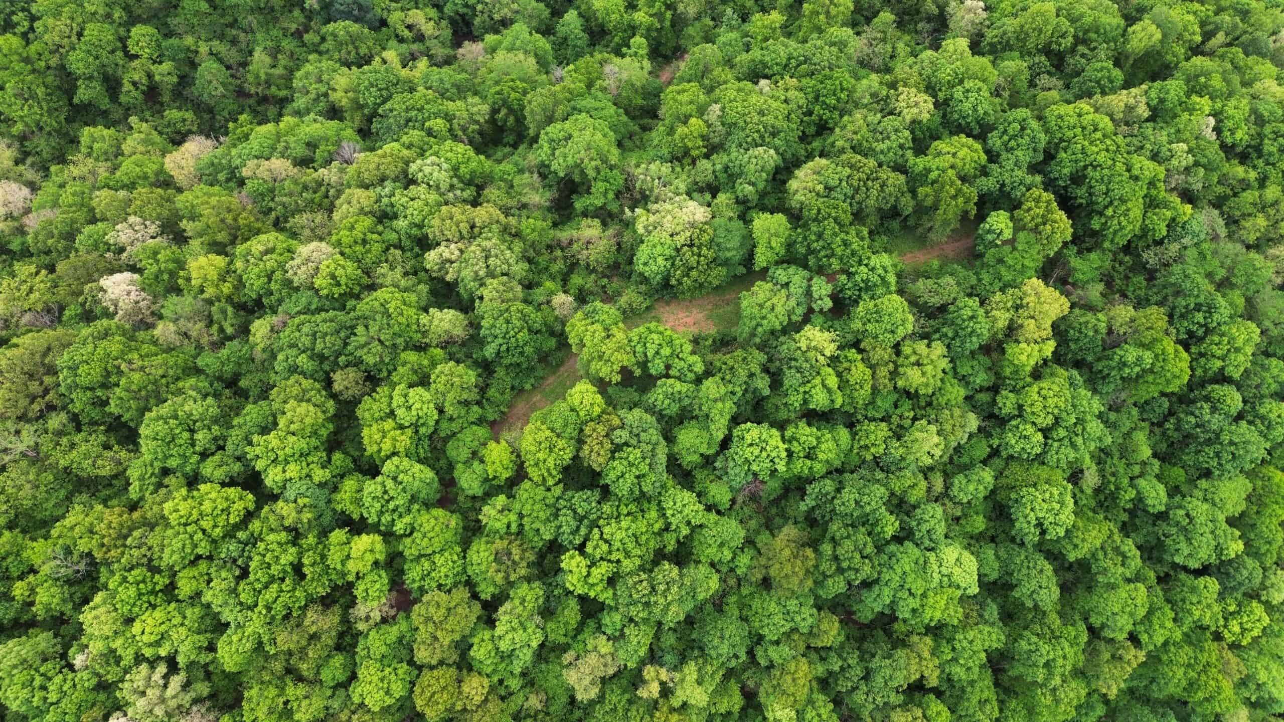HUNTING AND RECREATIONAL LAND FOR SALE IN ARKANSAS OZARKS