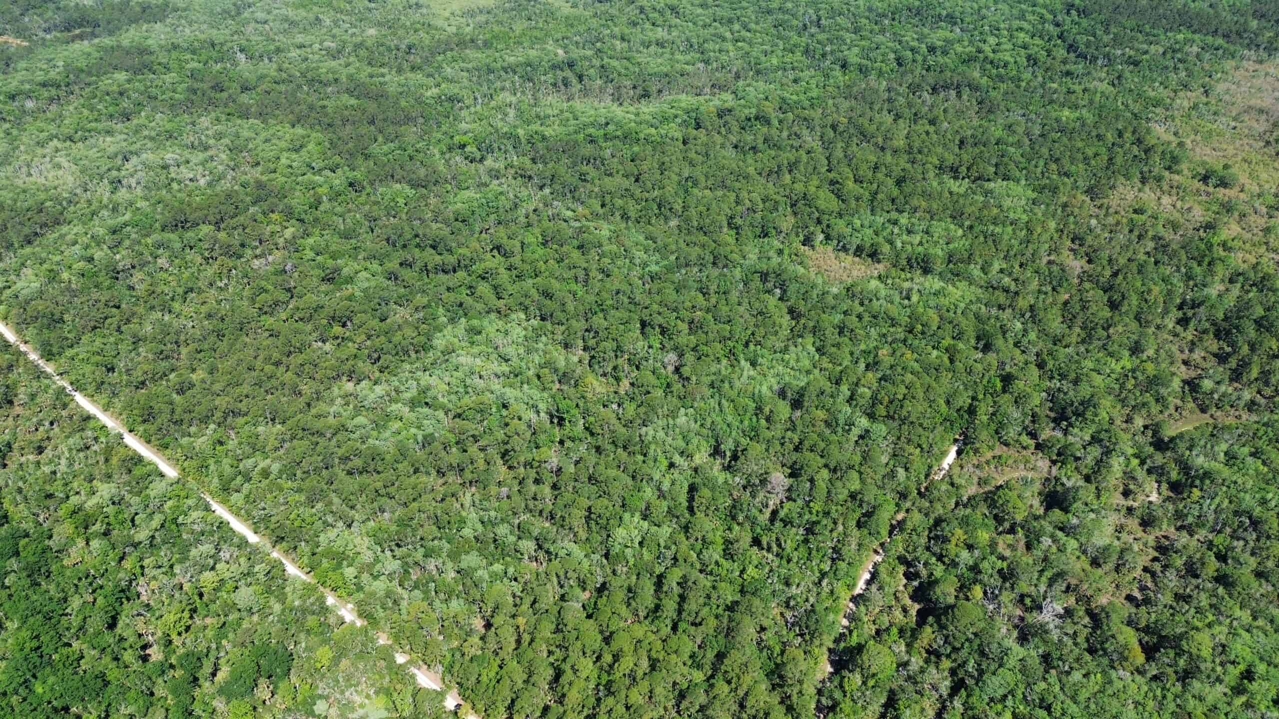 Hunting Tracts Near Suwannee River | Levy County | 40-192 Acres