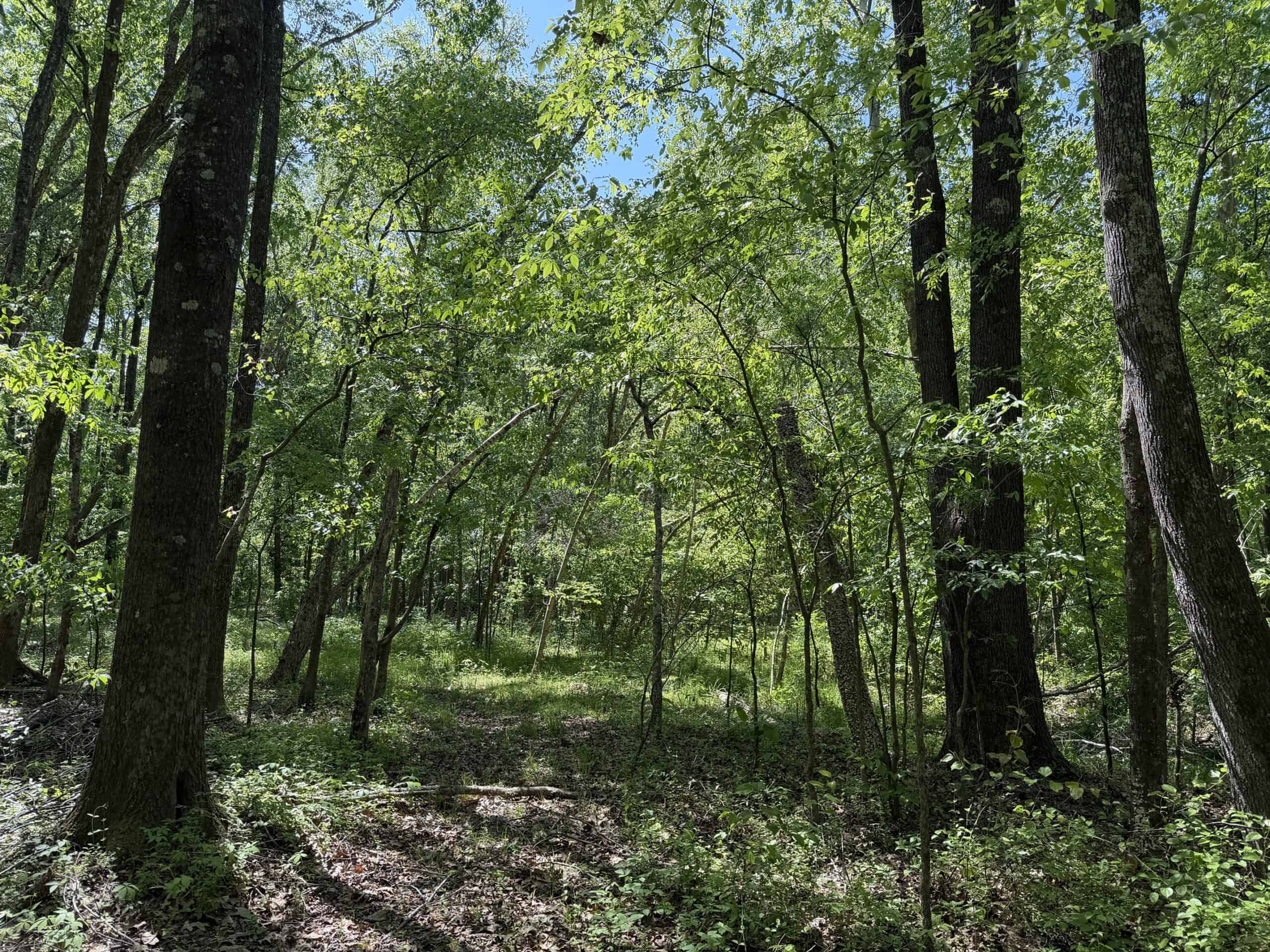 PRIVATE COUNTRY HOME FOR SALE IN TN 35 AC SHOP CREEK FIELDS