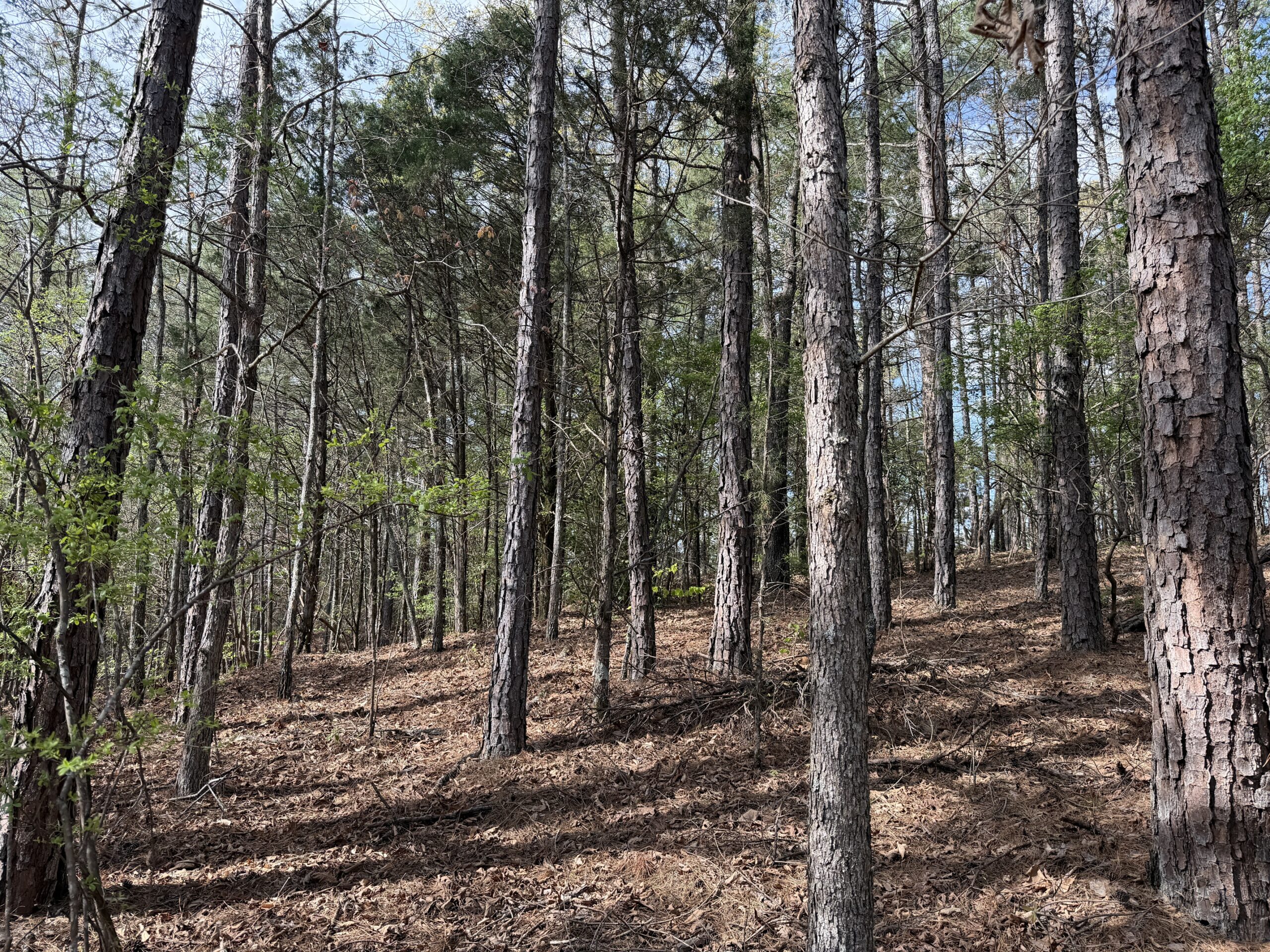 COUNTRY ESTATE FOR SALE IN TN, 61.5 AC, DEER & TURKEY HUNTING, CREEK, FIELDS, BARN