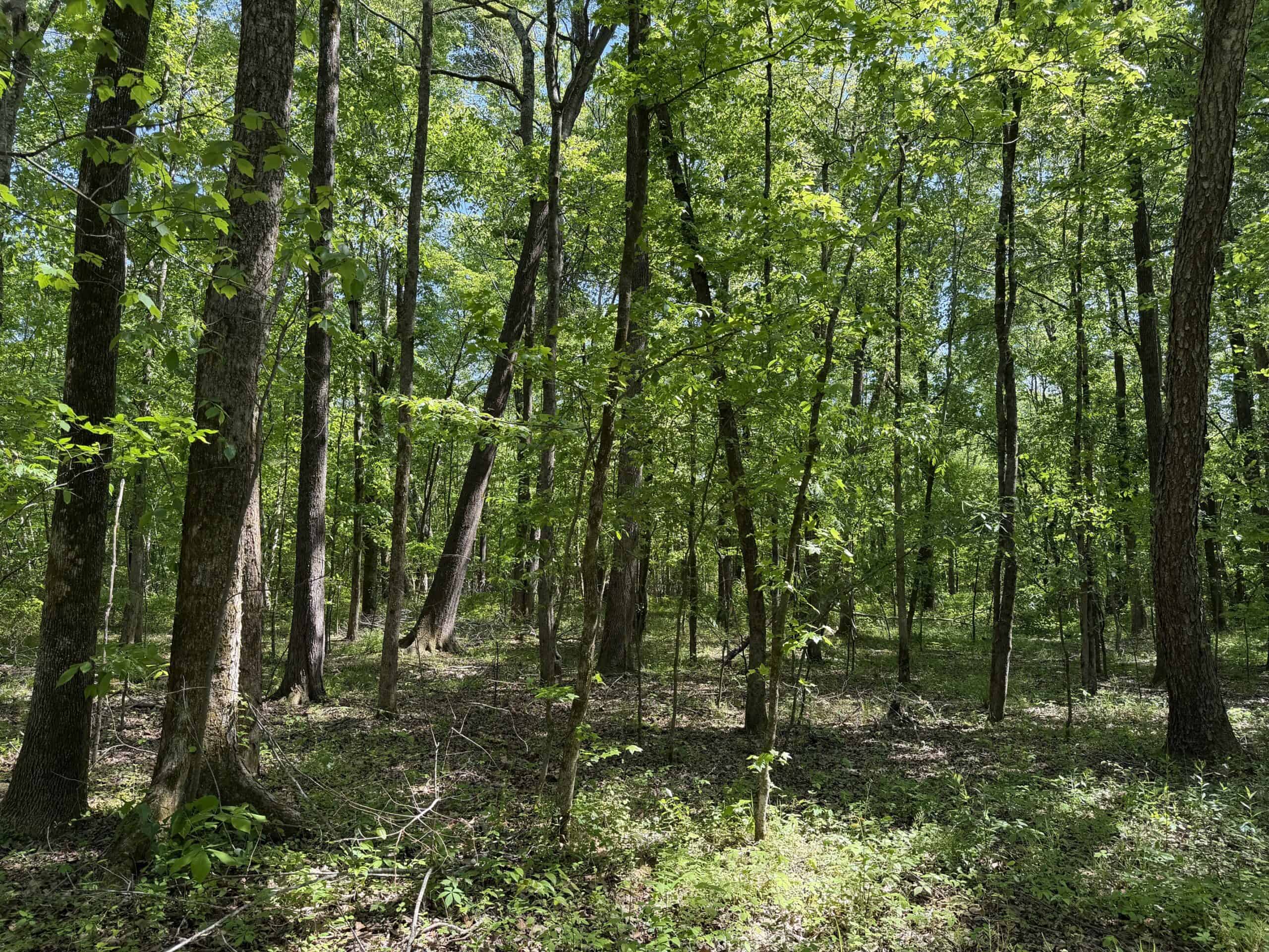 PRIVATE COUNTRY HOME FOR SALE IN TN 35 AC SHOP CREEK FIELDS