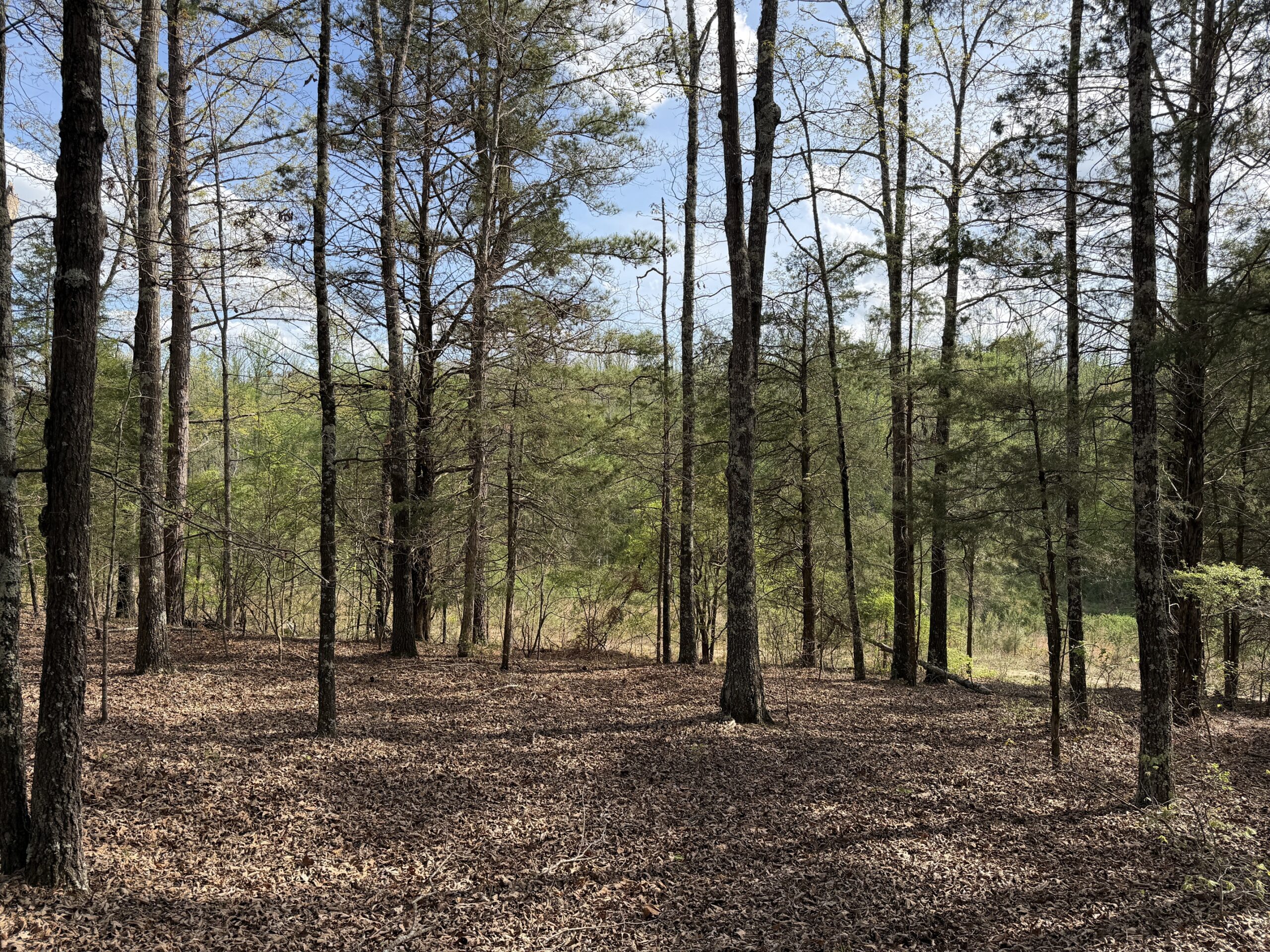 COUNTRY ESTATE FOR SALE IN TN, 61.5 AC, DEER & TURKEY HUNTING, CREEK, FIELDS, BARN