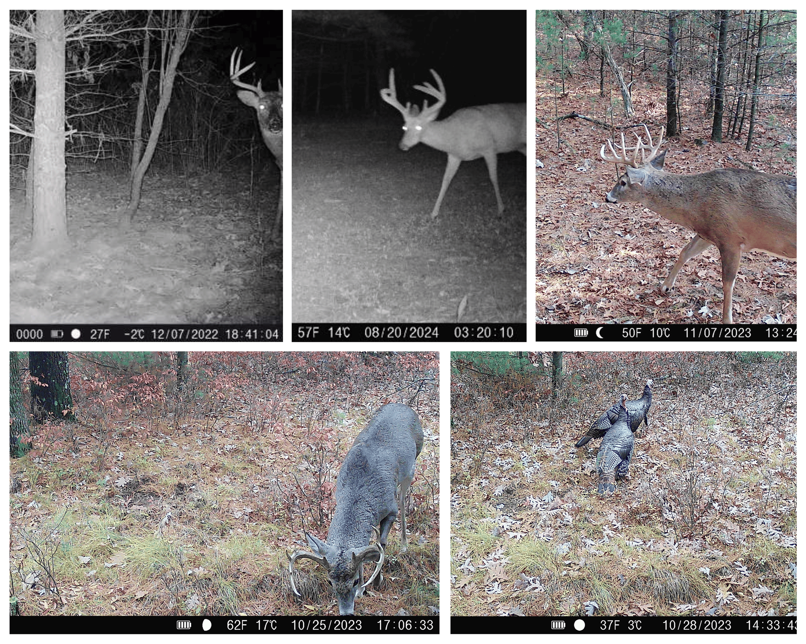 17.54-Acre Adams County, Wisconsin Buildable Land for Sale | Recreational, Investment & Development Potential