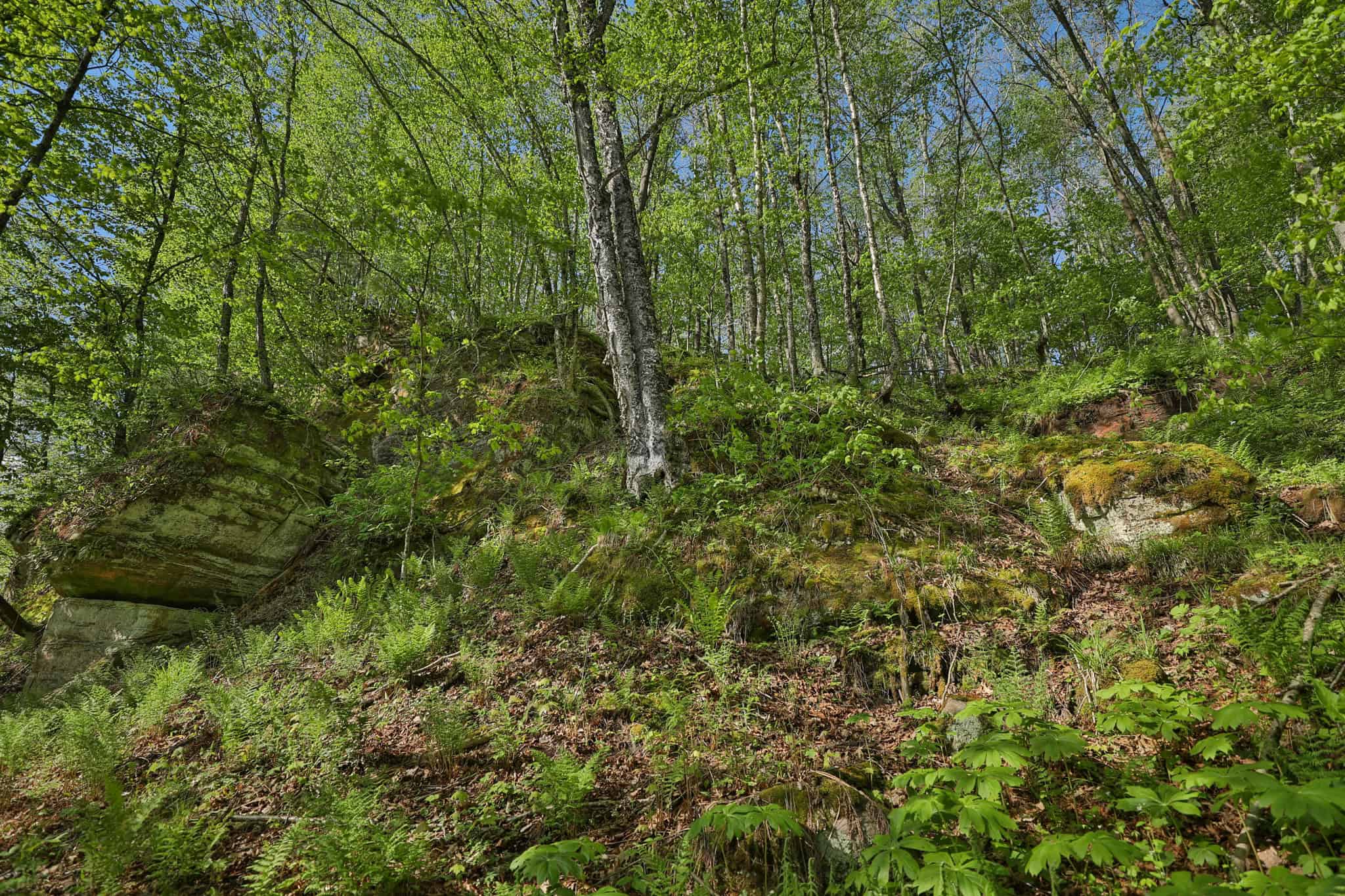 Three Ridges at Big Creek | 70± Acres of Recreational Land for Sale Near Lake Redstone | Juneau County, WI