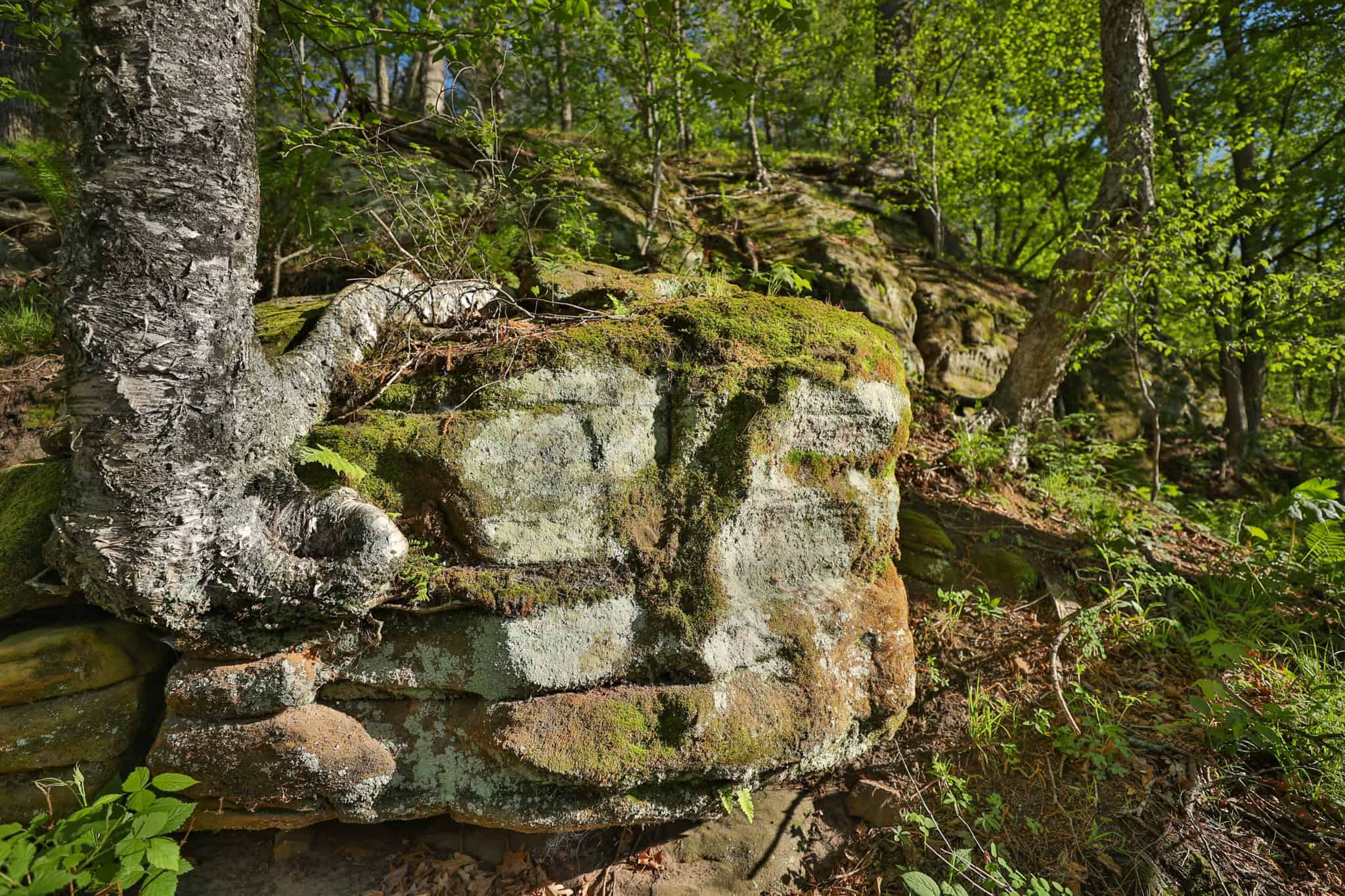 Three Ridges at Big Creek | 70± Acres of Recreational Land for Sale Near Lake Redstone | Juneau County, WI