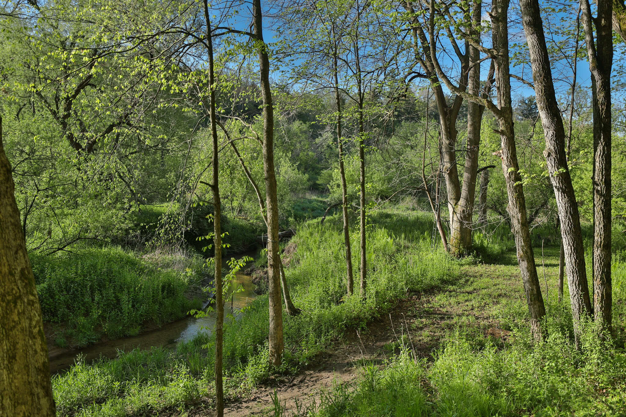 Three Ridges at Big Creek | 70± Acres of Recreational Land for Sale Near Lake Redstone | Juneau County, WI