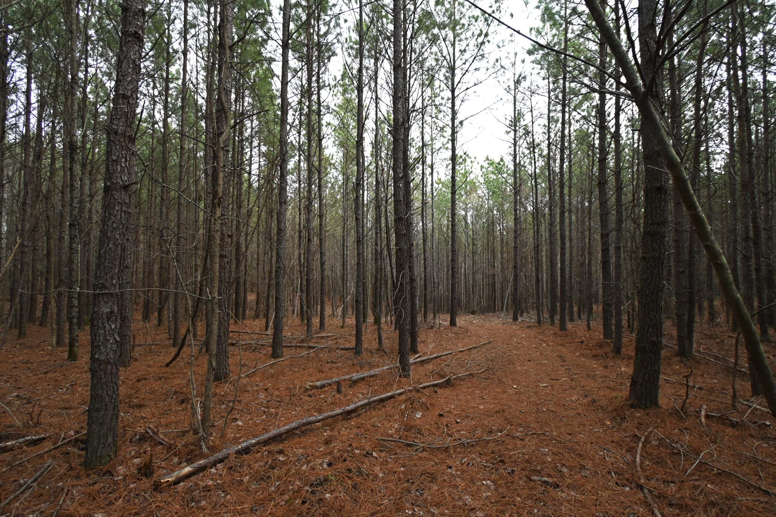20 Wooded Acres For Sale in Lewis County, Tennessee