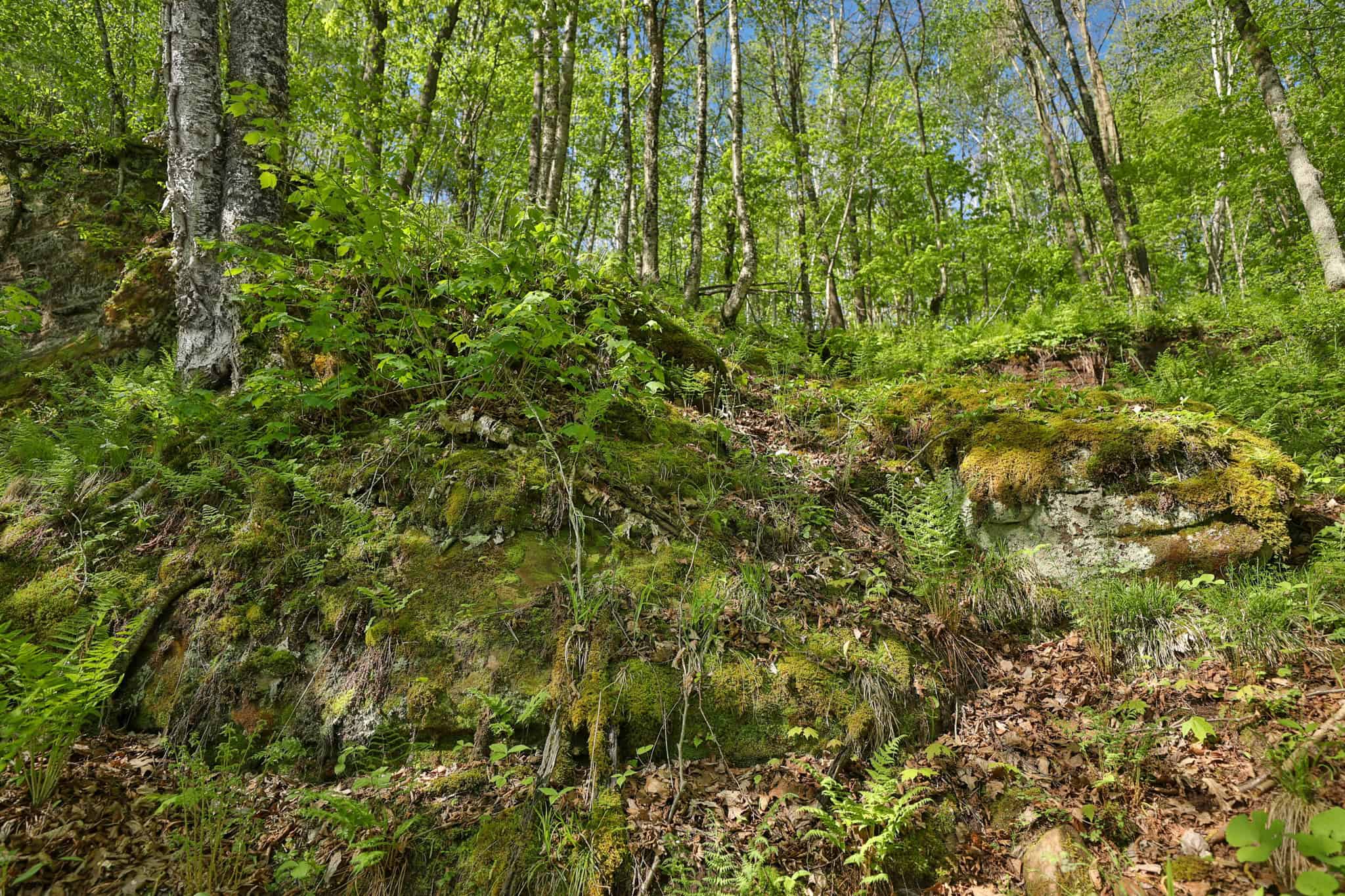 Three Ridges at Big Creek | 70± Acres of Recreational Land for Sale Near Lake Redstone | Juneau County, WI