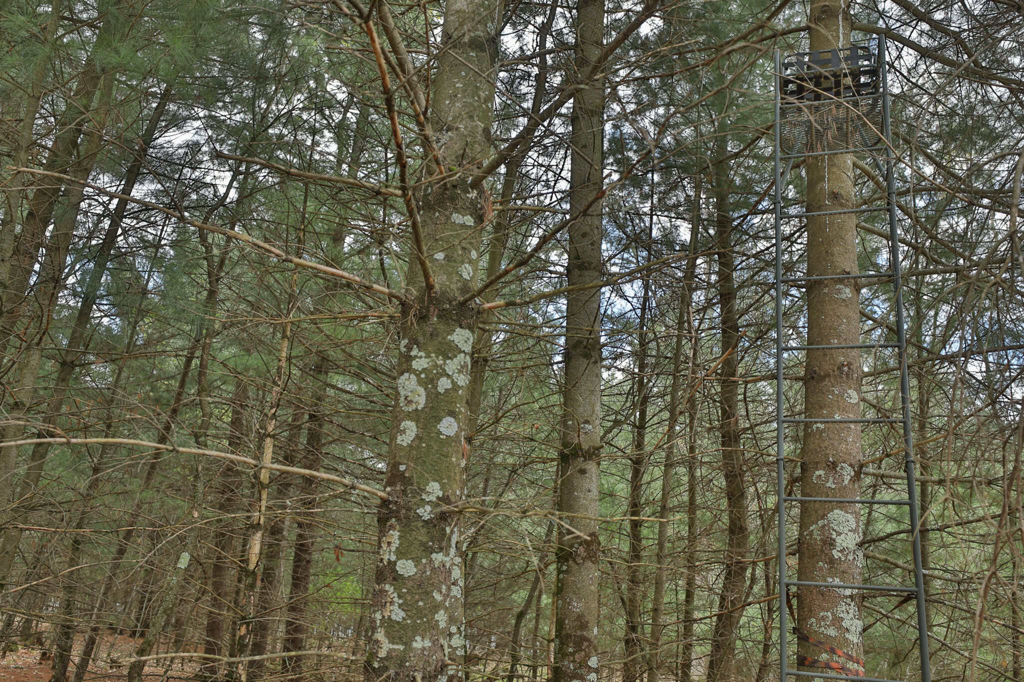 17.54-Acre Adams County, Wisconsin Buildable Land for Sale | Recreational, Investment & Development Potential