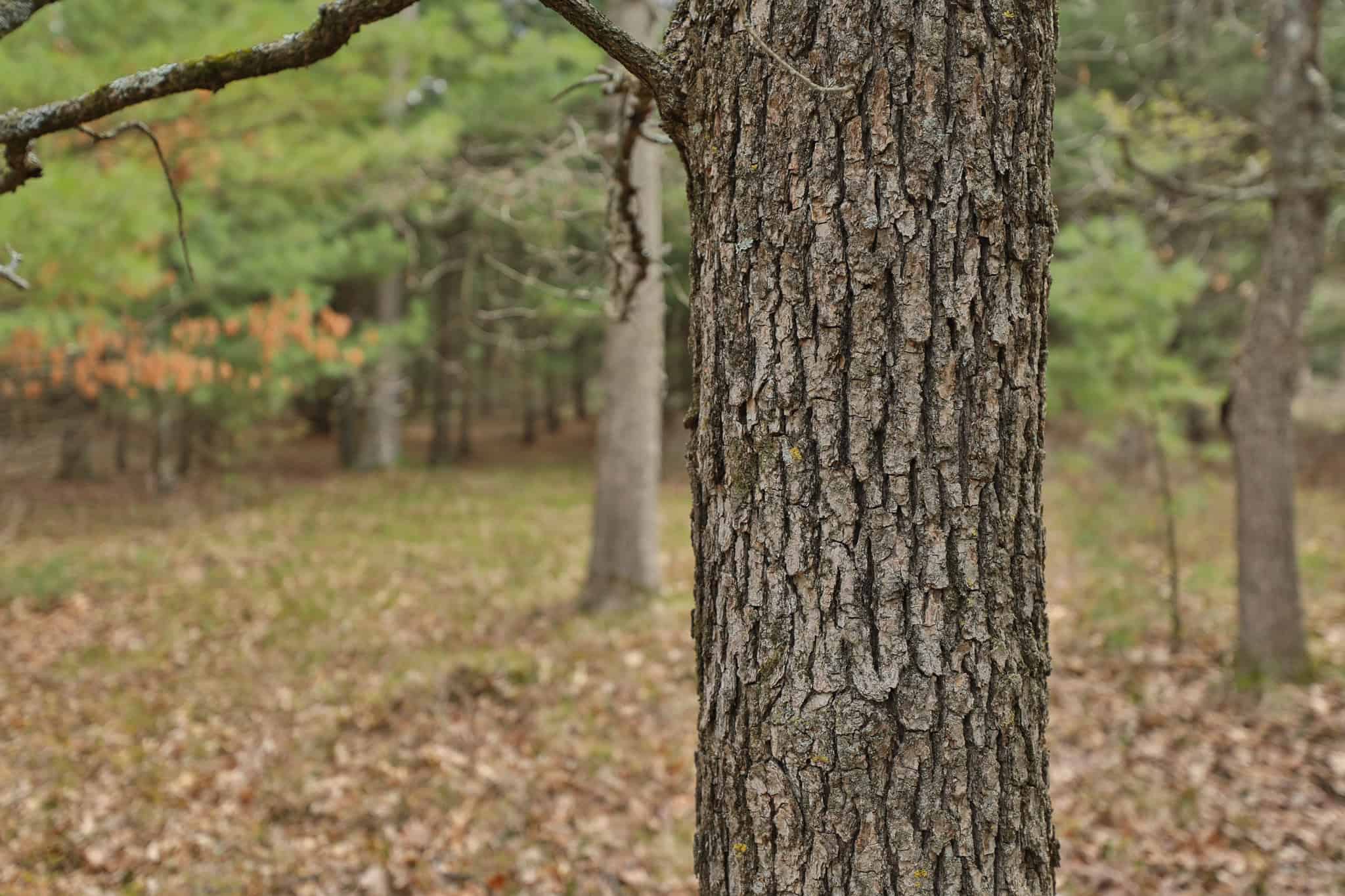 17.54-Acre Adams County, Wisconsin Buildable Land for Sale | Recreational, Investment & Development Potential