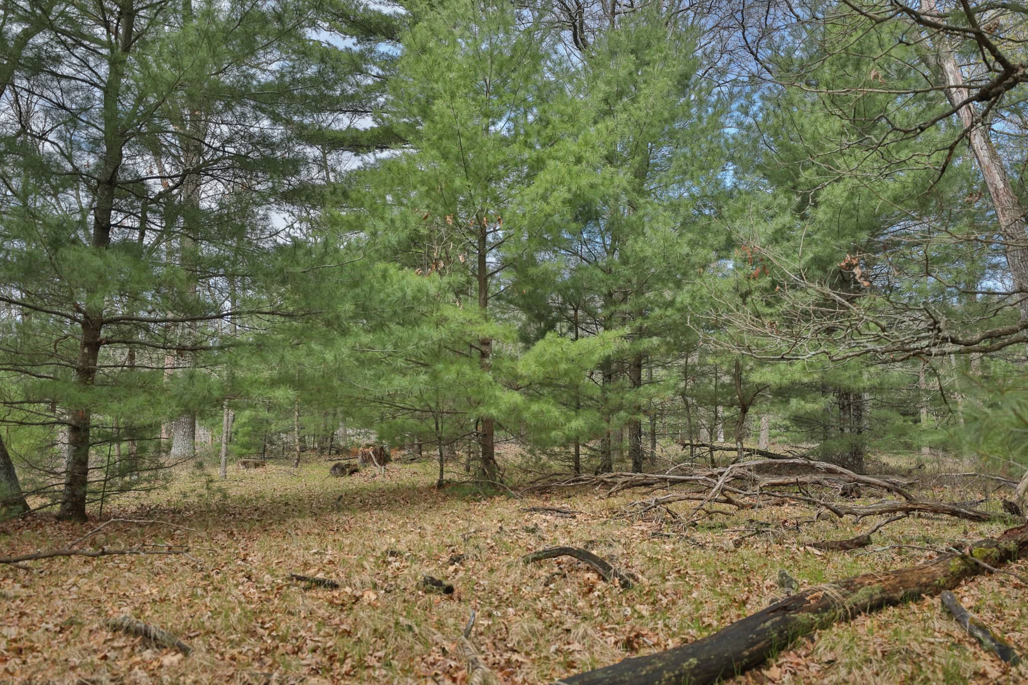 17.54-Acre Adams County, Wisconsin Buildable Land for Sale | Recreational, Investment & Development Potential