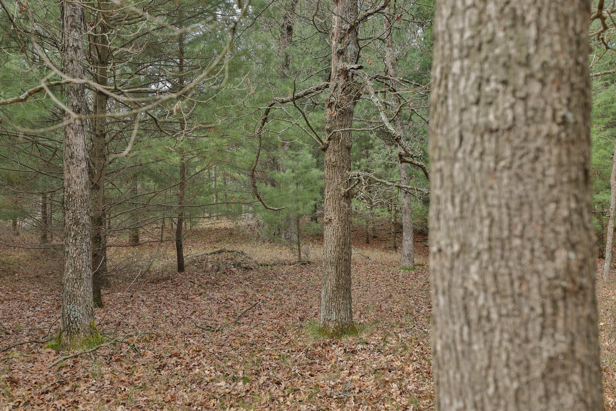 17.54-Acre Adams County, Wisconsin Buildable Land for Sale | Recreational, Investment & Development Potential